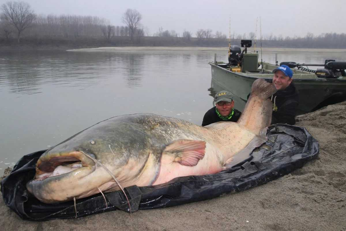 Somy: We don't let them ripen. Leave them alone for 80 years, and the rivers will be filled with monsters weighing over 300 kg. - Catfish, A fish, Animals, Wild animals, Yandex Zen, Yandex Zen (link), Longpost