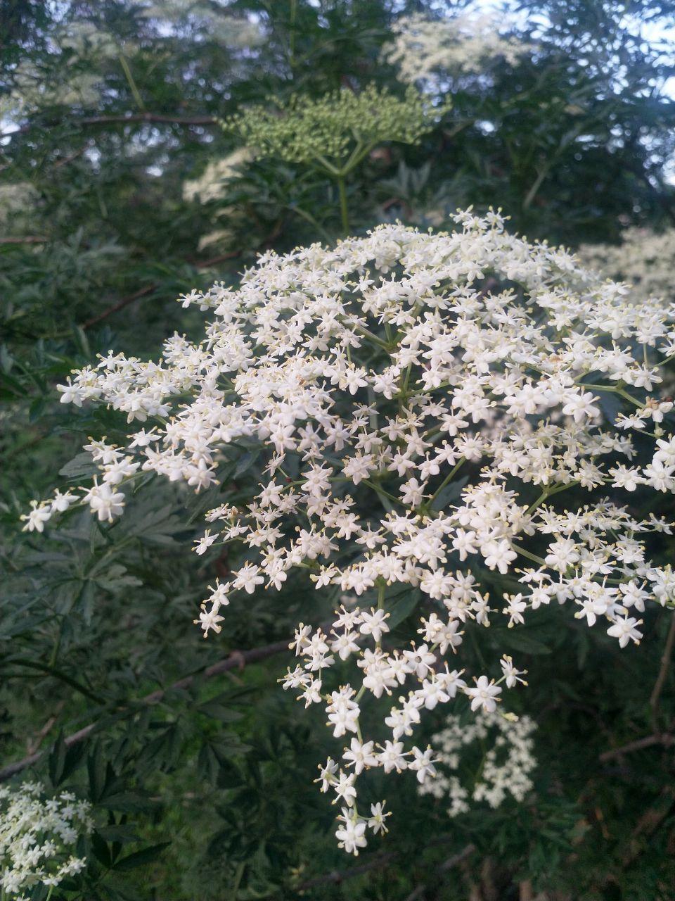 Elderberry in Yerevan - Crossposting, Pikabu publish bot, Learning English, English language, Elder, Joanne Rowling, Elderberry stick