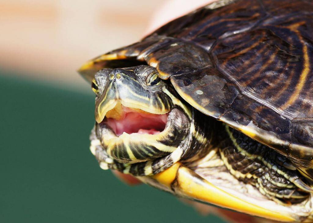 Turtle scam on the beach: Consequences of thoughtless purchases and lies from reptile sellers - Turtle, Reptiles at home, Animals, Wild animals, Negative, Yandex Zen, Yandex Zen (link), Longpost, Reptiles