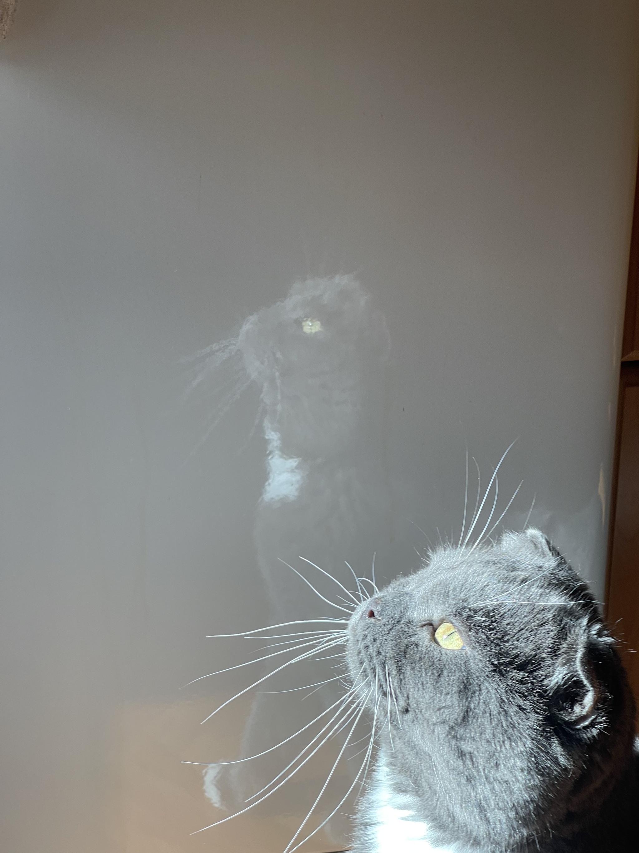 Whiskered - cat, Усы, Reflection