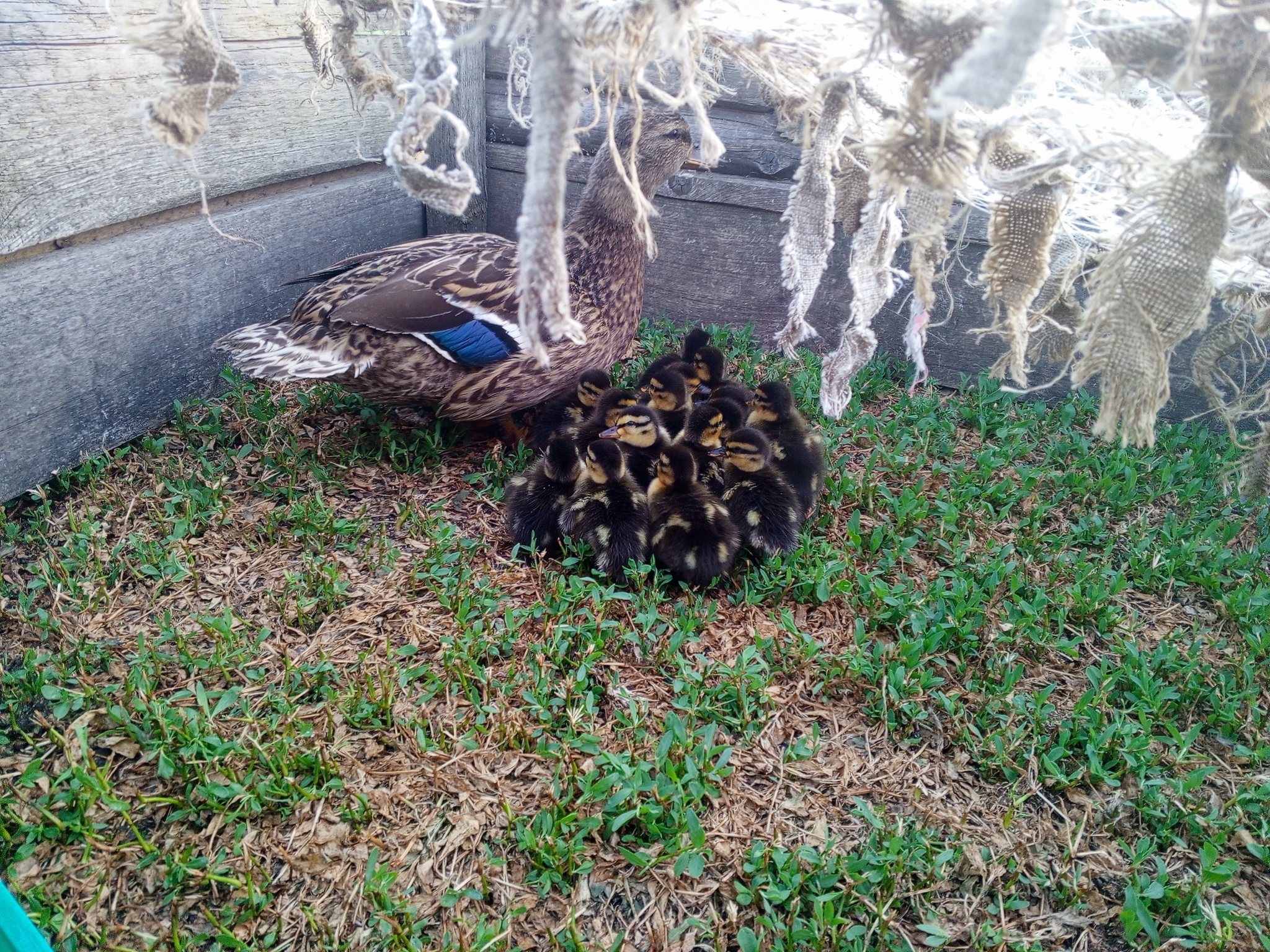 For whom? - My, Mobile photography, Diaries online, Duck, Ducklings, Farm, Longpost