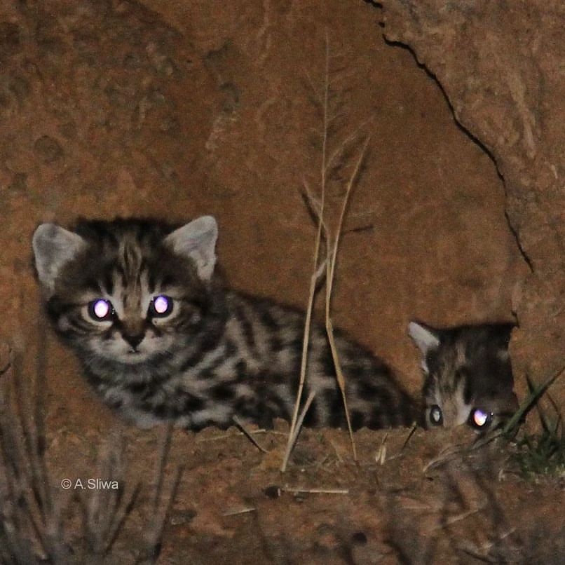 Котята черноногой кошки | Пикабу