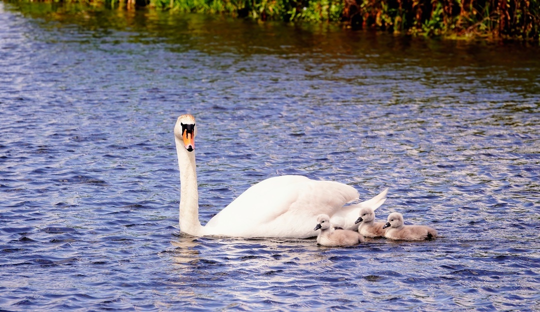 Children on a walk - My, The photo, Netherlands (Holland), Nature, Birds, Swans