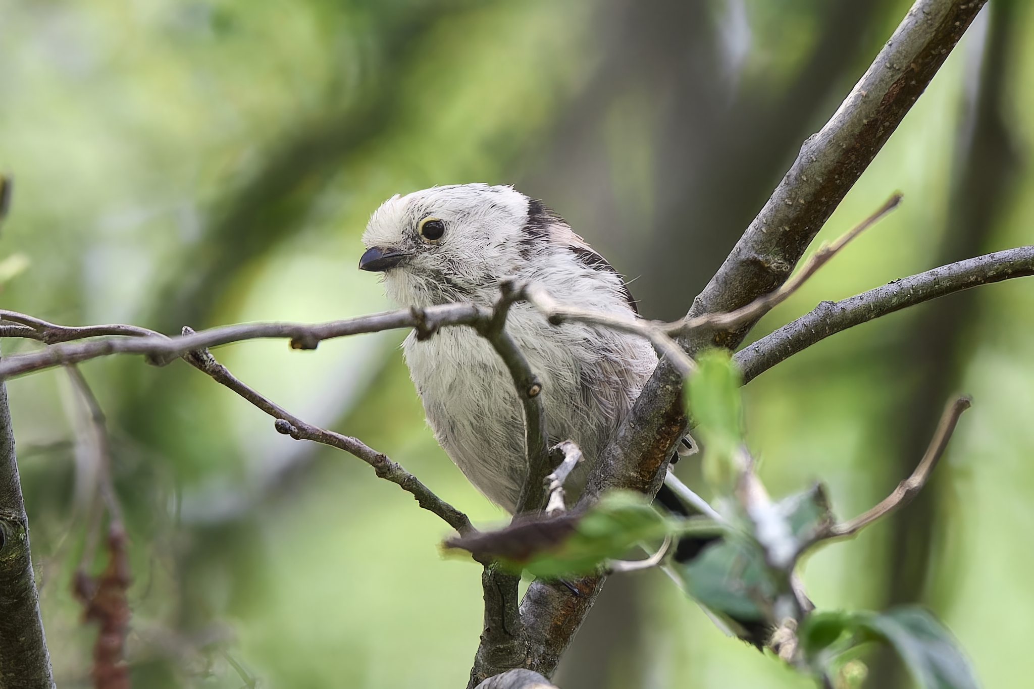 Long-tailed tit or titmouse (Republic of Mari El) - My, Canon, Photo hunting, Ornithology, Ornithology League, Birds, Long-tailed, Mari El, Longpost