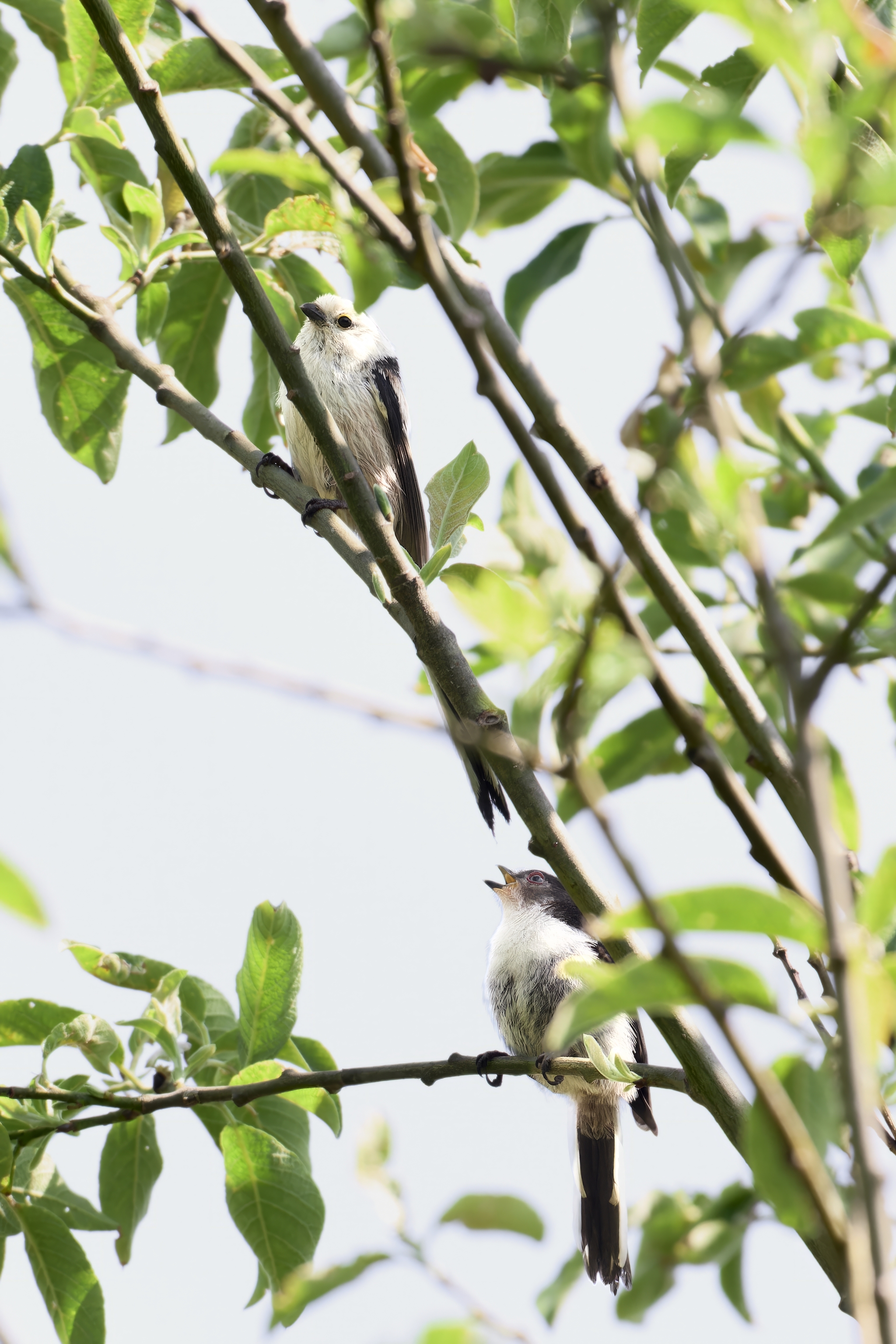 Long-tailed tit or titmouse (Republic of Mari El) - My, Canon, Photo hunting, Ornithology, Ornithology League, Birds, Long-tailed, Mari El, Longpost