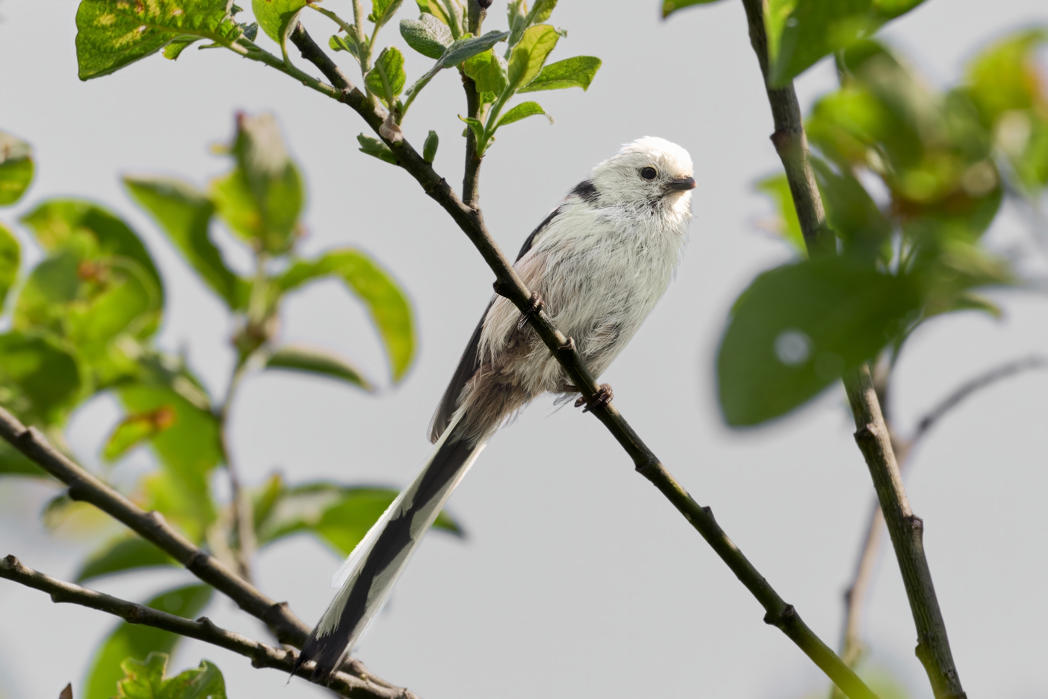 Long-tailed tit or titmouse (Republic of Mari El) - My, Canon, Photo hunting, Ornithology, Ornithology League, Birds, Long-tailed, Mari El, Longpost