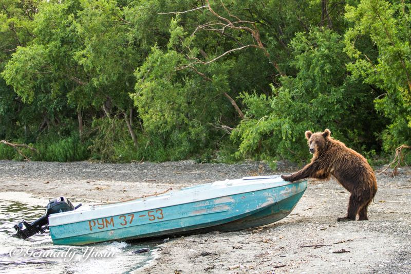 Potapych was caught - Brown bears, South Kamchatka Reserve, Kamchatka, The Bears, A boat, Wild animals, The photo, Caught, Telegram (link), Funny animals