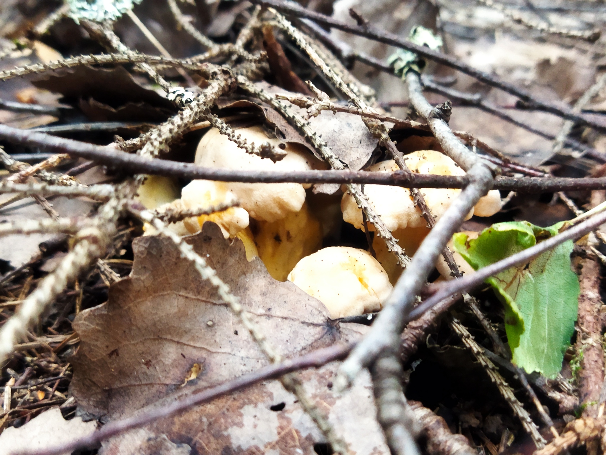 Gribalochka - My, Mushrooms, Chanterelles, Forest, Spider, Boletus, June, Mushroom pickers, Longpost