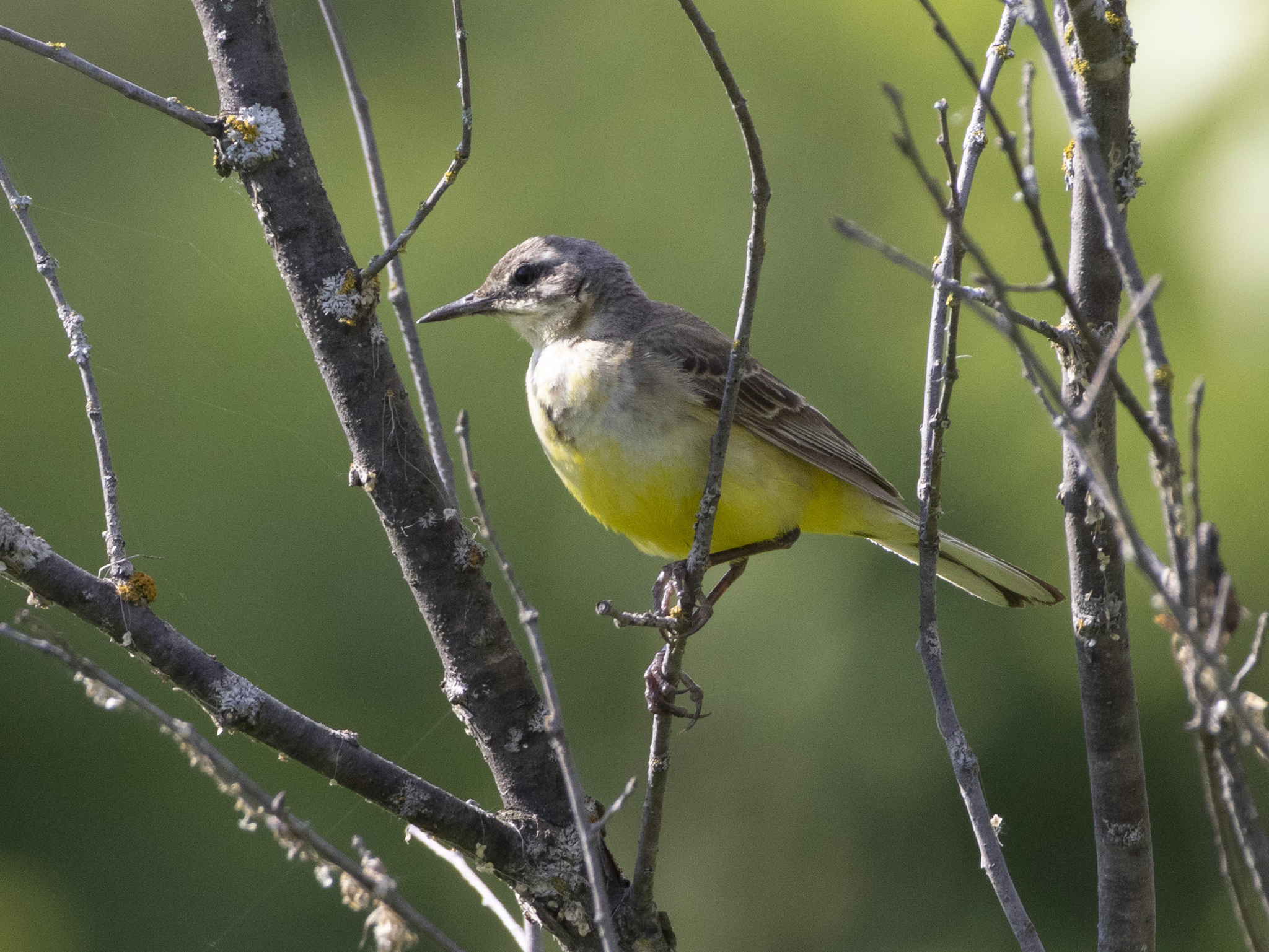 Caring mother yellow wagtail - My, The nature of Russia, Nature, The photo, Photo hunting, wildlife, Ornithology League, Birds, Bird watching, Ornithology, Wagtail, yellow wagtail, Longpost