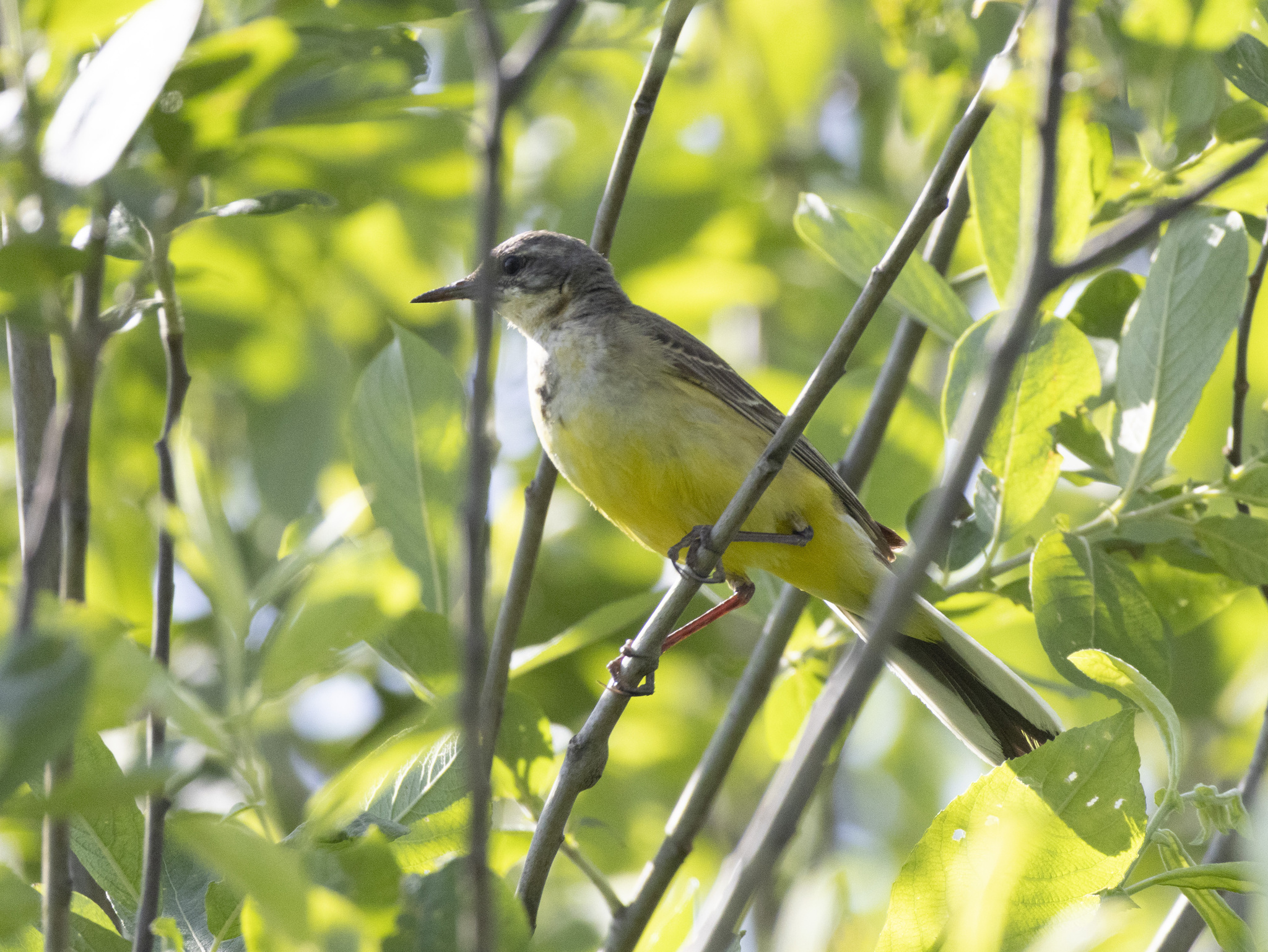 Caring mother yellow wagtail - My, The nature of Russia, Nature, The photo, Photo hunting, wildlife, Ornithology League, Birds, Bird watching, Ornithology, Wagtail, yellow wagtail, Longpost