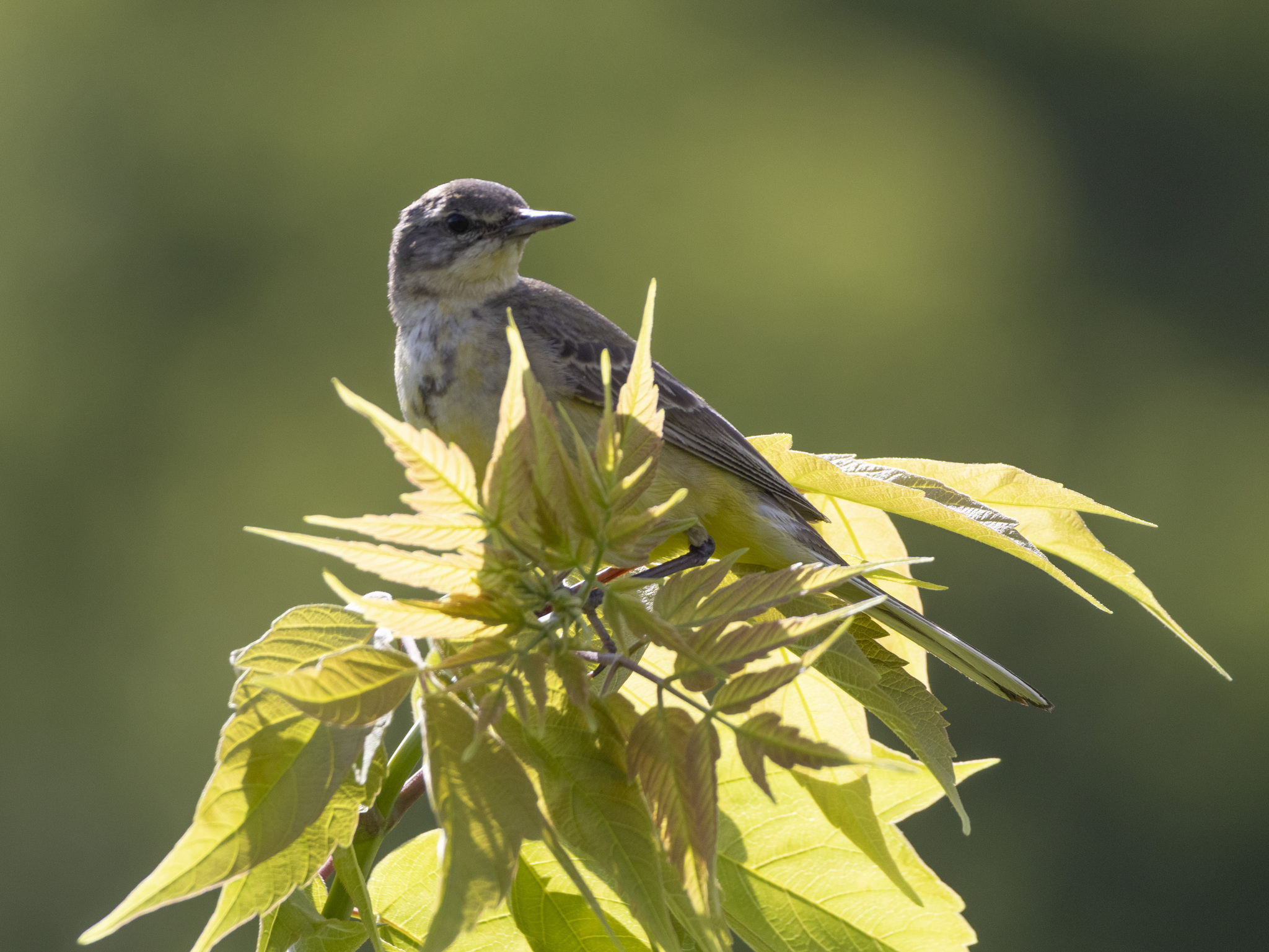 Caring mother yellow wagtail - My, The nature of Russia, Nature, The photo, Photo hunting, wildlife, Ornithology League, Birds, Bird watching, Ornithology, Wagtail, yellow wagtail, Longpost