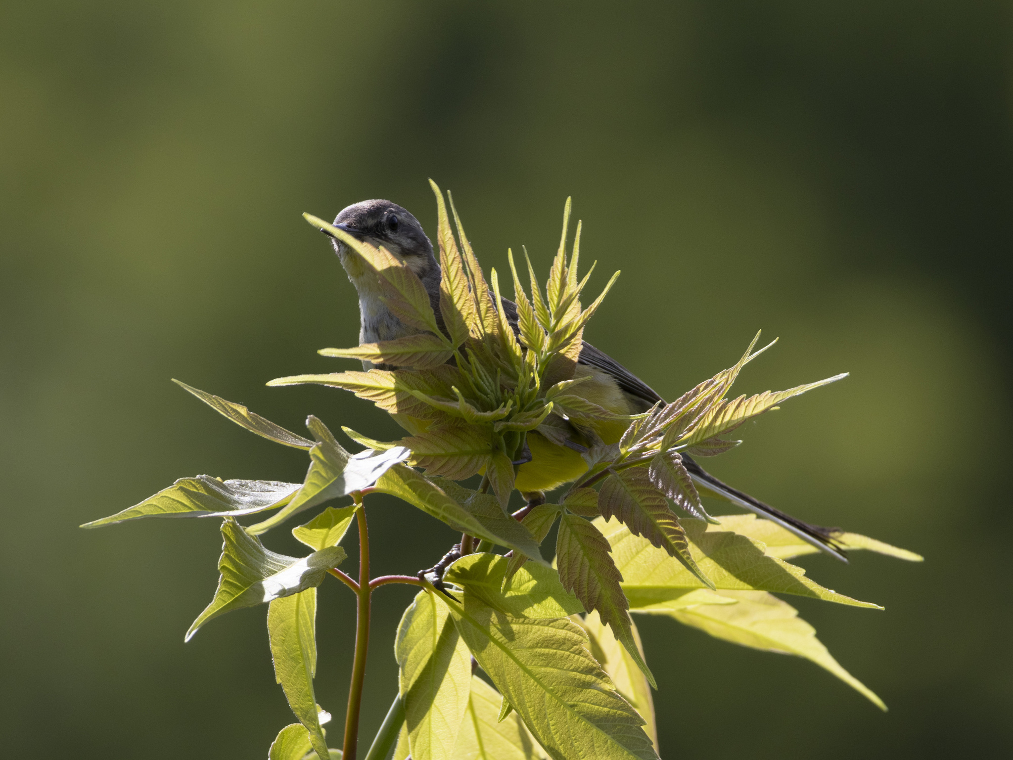 Caring mother yellow wagtail - My, The nature of Russia, Nature, The photo, Photo hunting, wildlife, Ornithology League, Birds, Bird watching, Ornithology, Wagtail, yellow wagtail, Longpost