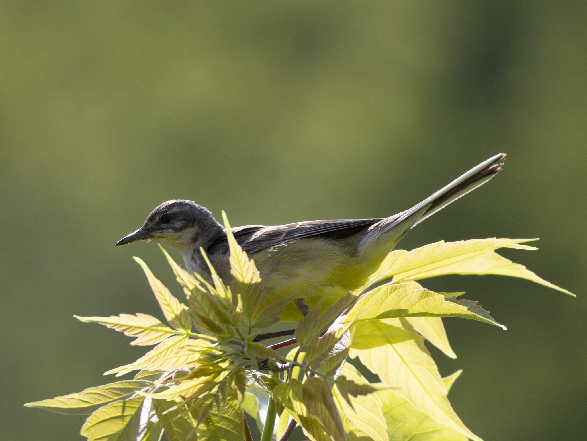 Caring mother yellow wagtail - My, The nature of Russia, Nature, The photo, Photo hunting, wildlife, Ornithology League, Birds, Bird watching, Ornithology, Wagtail, yellow wagtail, Longpost