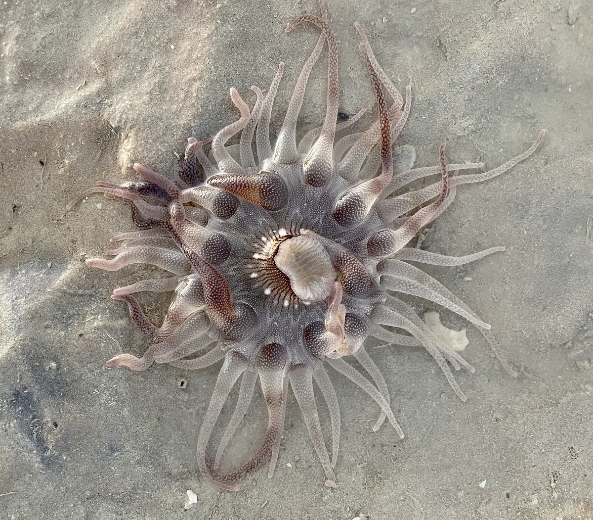 Dophleinia: Poisonous “mines” on the Australian beach. This is why you should wear slippers along the shore - sea ??anemone, Australia, Marine life, Animals, Wild animals, Yandex Zen, Yandex Zen (link), Longpost