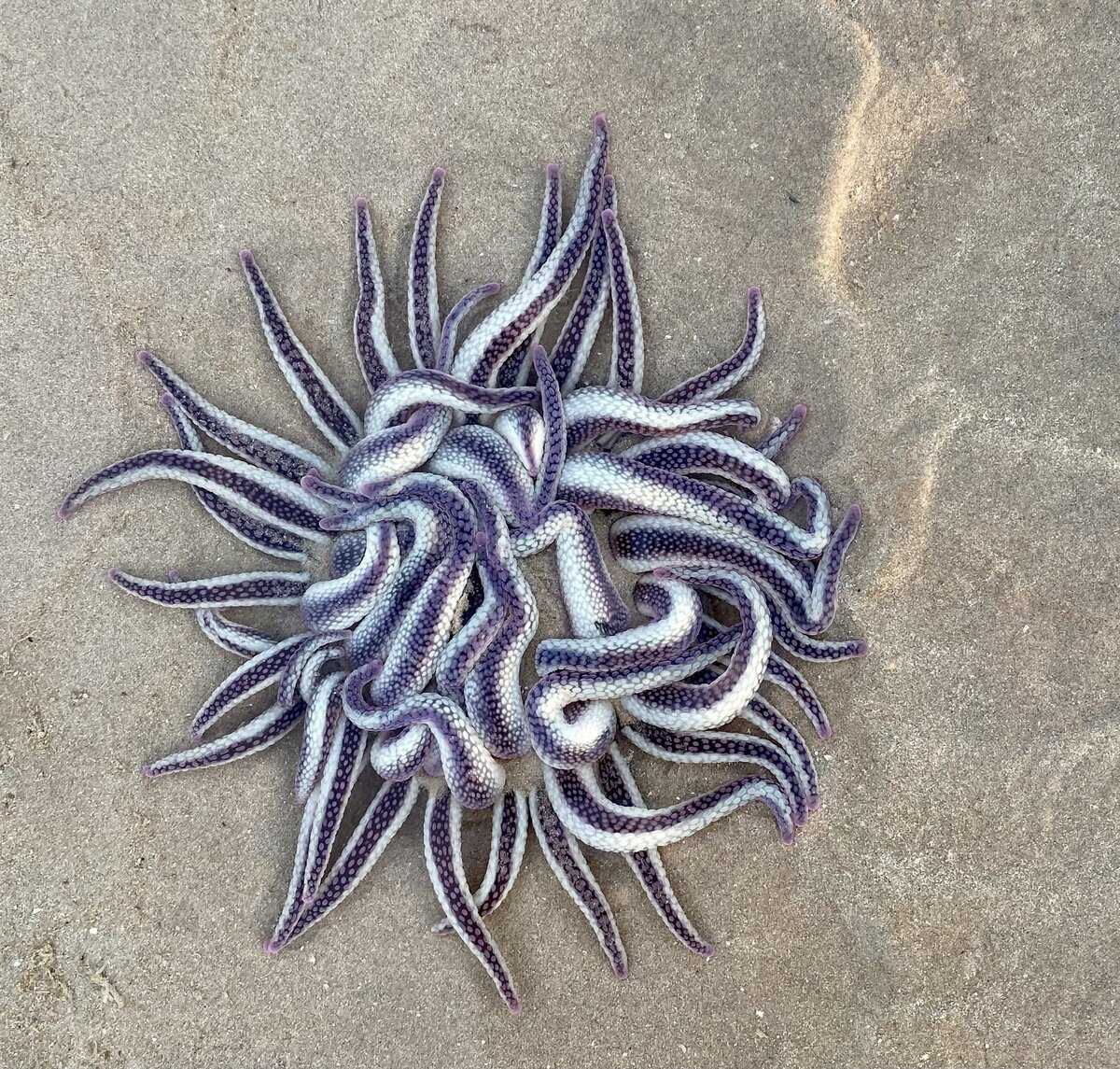 Dophleinia: Poisonous “mines” on the Australian beach. This is why you should wear slippers along the shore - sea ??anemone, Australia, Marine life, Animals, Wild animals, Yandex Zen, Yandex Zen (link), Longpost