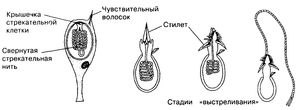 Дофлейния: Ядовитые «мины» на пляже Австралии. Вот почему по берегу стоит ходить в тапочках - Актиния, Австралия, Морские обитатели, Животные, Дикие животные, Яндекс Дзен, Яндекс Дзен (ссылка), Длиннопост