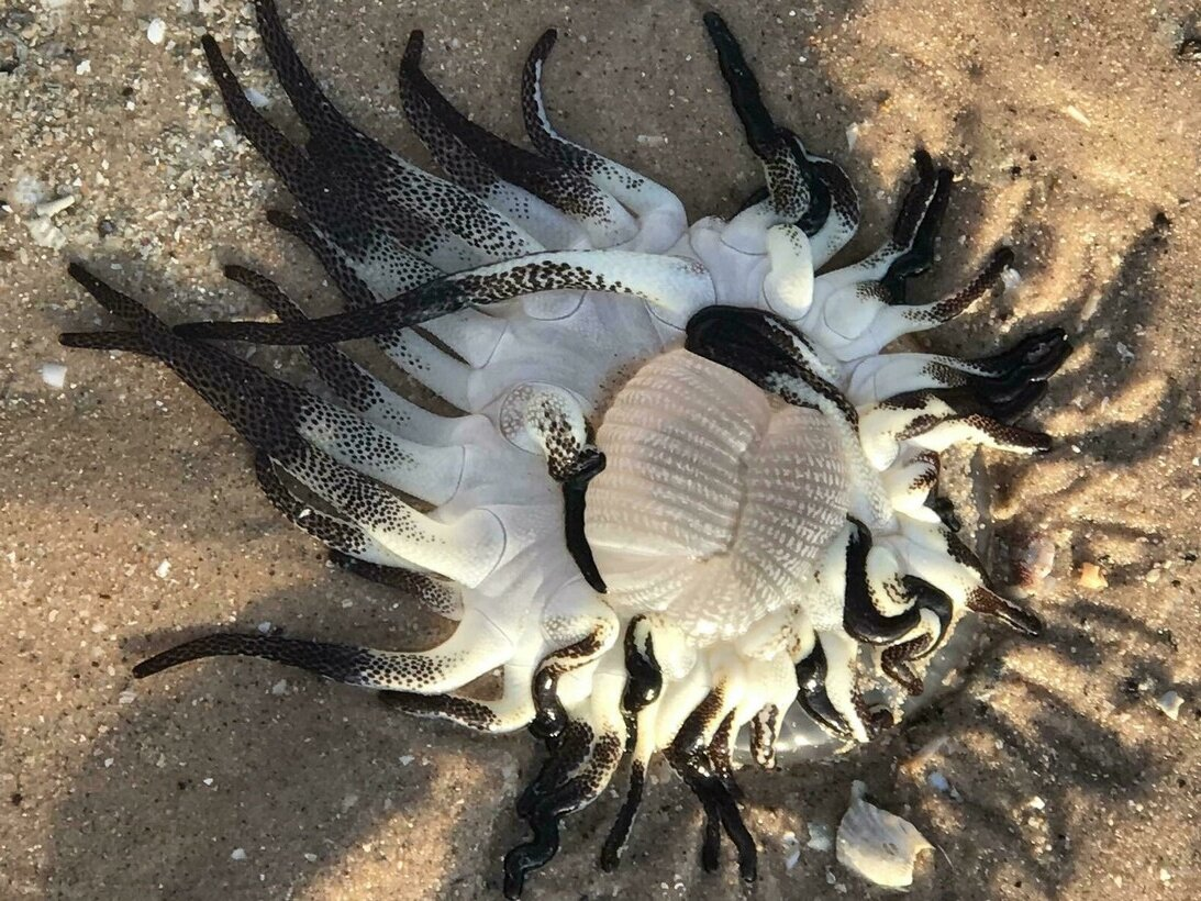 Dophleinia: Poisonous “mines” on the Australian beach. This is why you should wear slippers along the shore - sea ??anemone, Australia, Marine life, Animals, Wild animals, Yandex Zen, Yandex Zen (link), Longpost