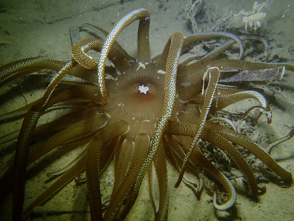 Dophleinia: Poisonous “mines” on the Australian beach. This is why you should wear slippers along the shore - sea ??anemone, Australia, Marine life, Animals, Wild animals, Yandex Zen, Yandex Zen (link), Longpost