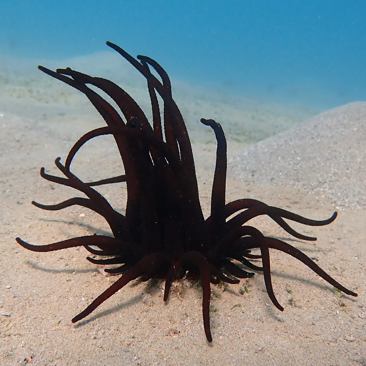 Dophleinia: Poisonous “mines” on the Australian beach. This is why you should wear slippers along the shore - sea ??anemone, Australia, Marine life, Animals, Wild animals, Yandex Zen, Yandex Zen (link), Longpost