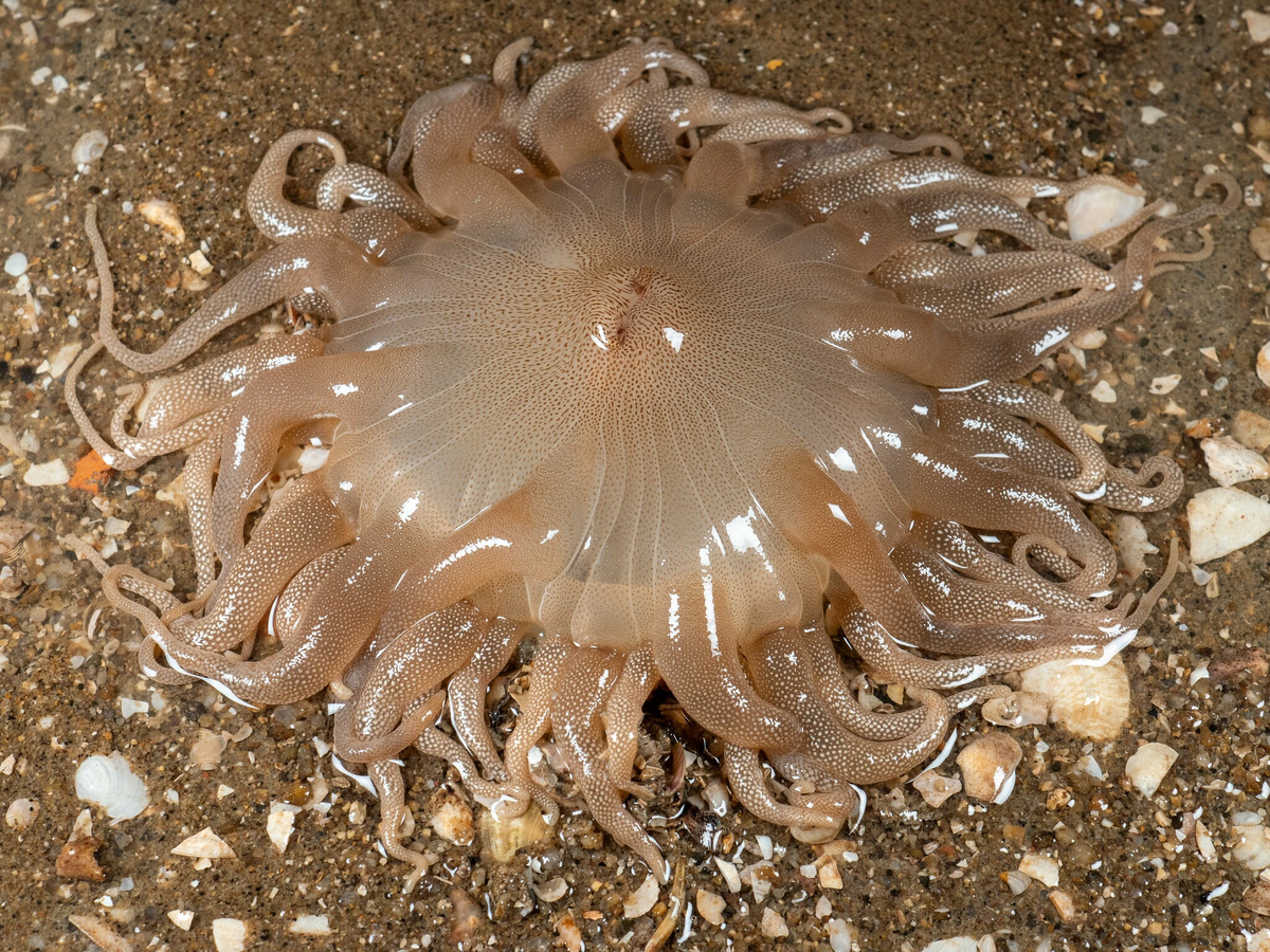 Dophleinia: Poisonous “mines” on the Australian beach. This is why you should wear slippers along the shore - sea ??anemone, Australia, Marine life, Animals, Wild animals, Yandex Zen, Yandex Zen (link), Longpost