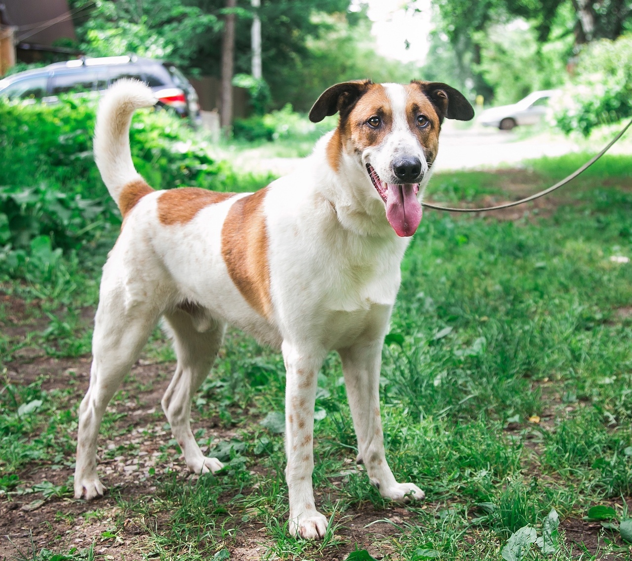 JONIK - the most charming ENTERTAINER - Overexposure, In good hands, Volunteering, Dog, Shelter, Permian, Homeless animals, Kindness, Longpost