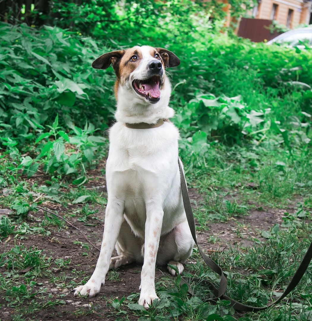 JONIK - the most charming ENTERTAINER - Overexposure, In good hands, Volunteering, Dog, Shelter, Permian, Homeless animals, Kindness, Longpost