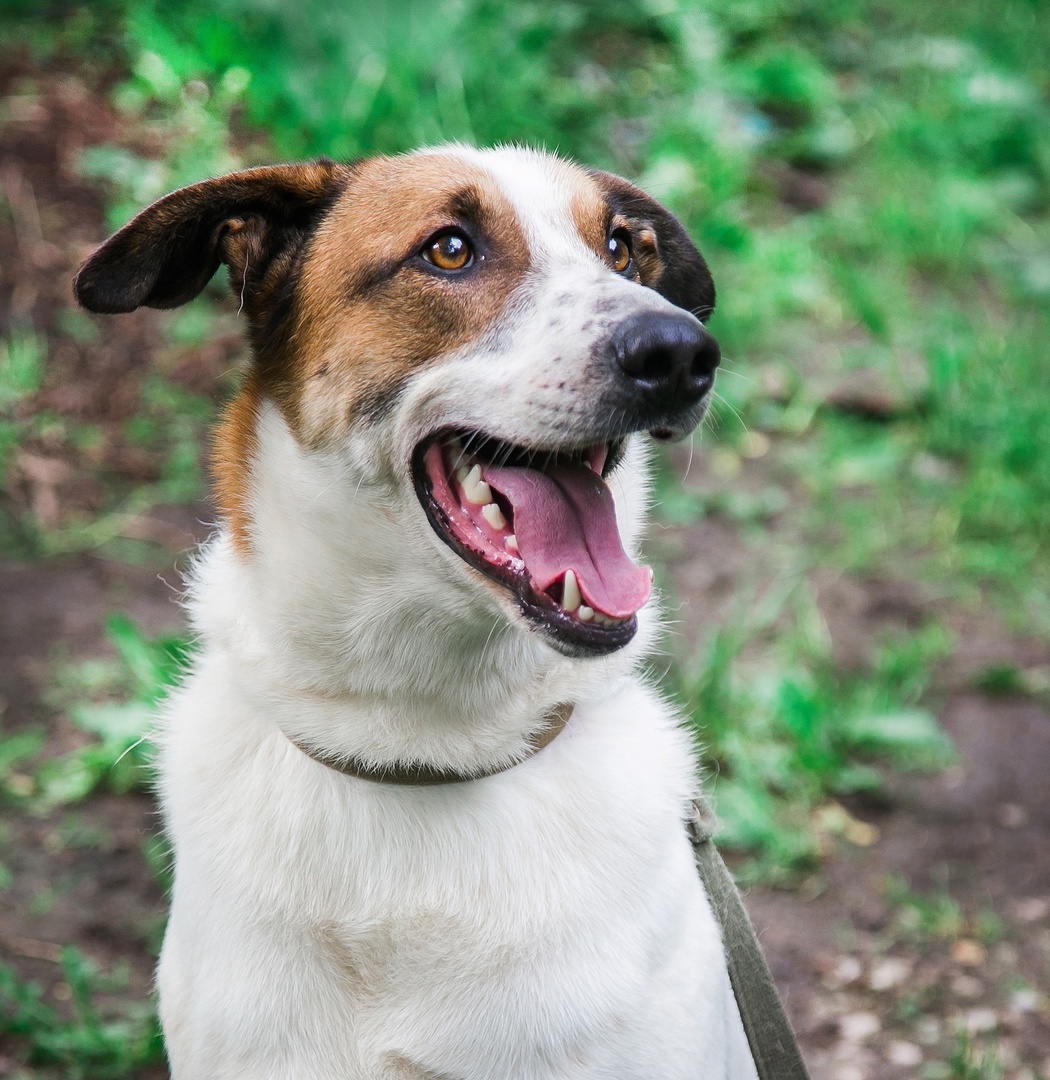 JONIK - the most charming ENTERTAINER - Overexposure, In good hands, Volunteering, Dog, Shelter, Permian, Homeless animals, Kindness, Longpost