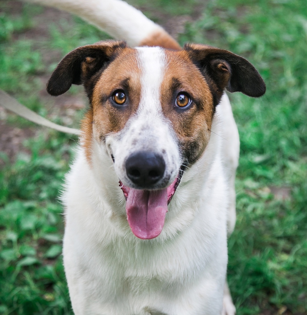 JONIK - the most charming ENTERTAINER - Overexposure, In good hands, Volunteering, Dog, Shelter, Permian, Homeless animals, Kindness, Longpost