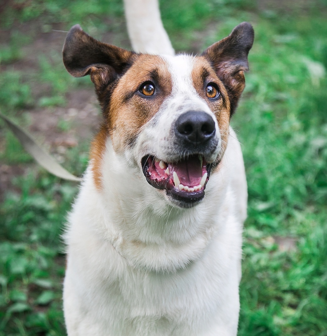 JONIK - the most charming ENTERTAINER - Overexposure, In good hands, Volunteering, Dog, Shelter, Permian, Homeless animals, Kindness, Longpost