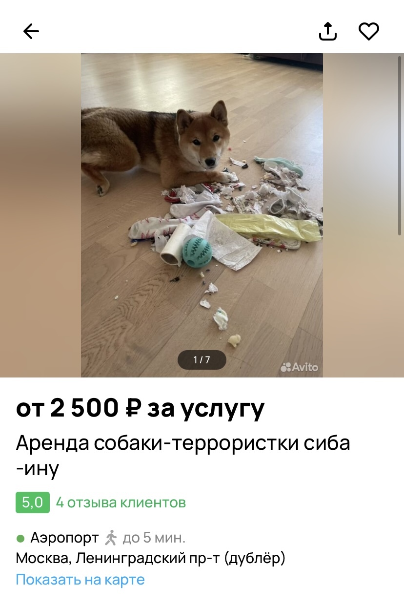 Ideal offer - Avito, Sentence, Dog, Children, Rent, Screenshot, Longpost