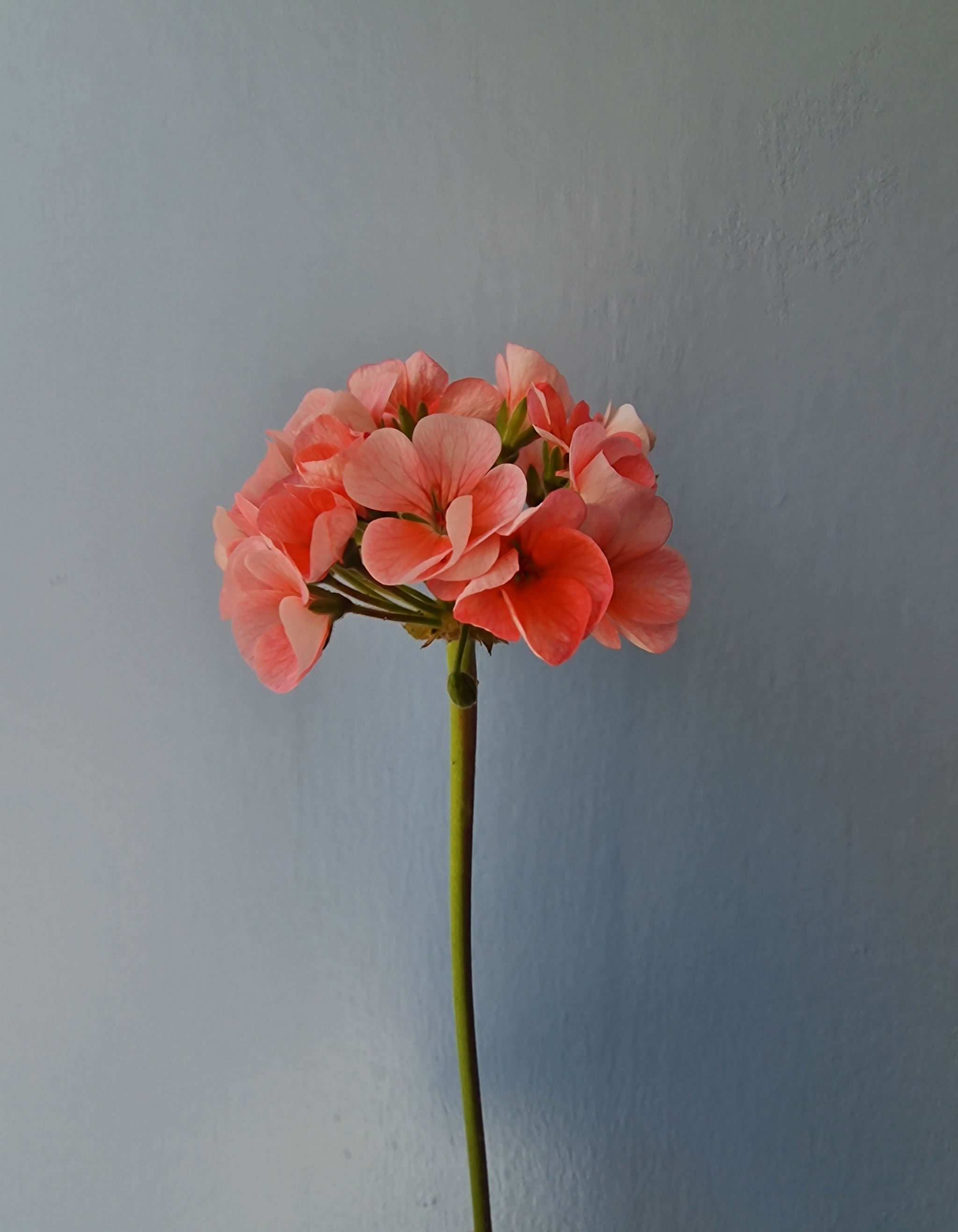 Continuation of the post “From a stick to a flowering bush in 3 months” - My, Plants, Houseplants, Geranium, Pelargonium, Hobby, Mobile photography, The photo, Life stories, Cuttings, Gardening, Flowers, Bloom, Favourite buisness, Telegram, Experiment, beauty, Longpost, Long