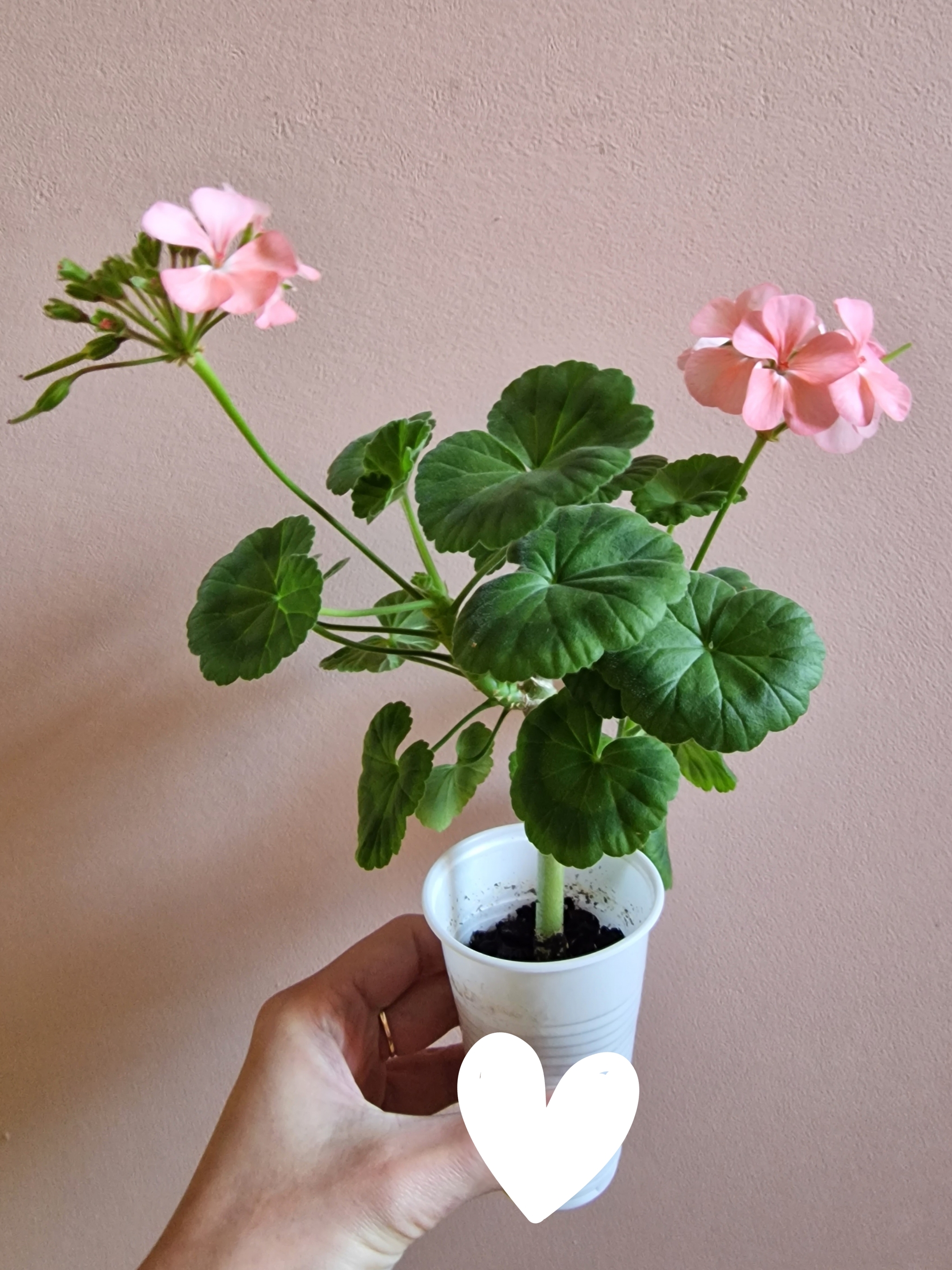 Continuation of the post “From a stick to a flowering bush in 3 months” - My, Plants, Houseplants, Geranium, Pelargonium, Hobby, Mobile photography, The photo, Life stories, Cuttings, Gardening, Flowers, Bloom, Favourite buisness, Telegram, Experiment, beauty, Longpost, Long