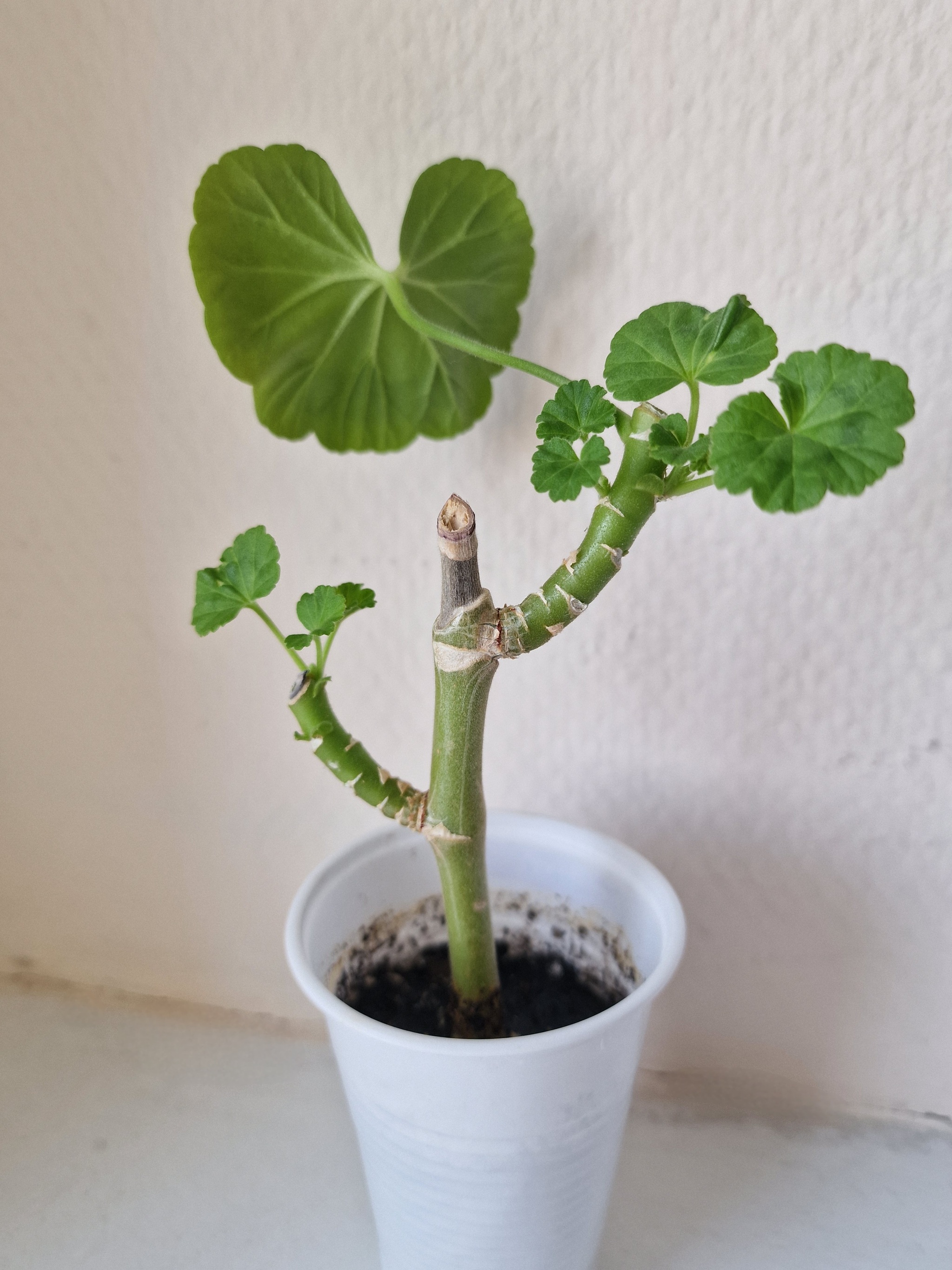 Continuation of the post “From a stick to a flowering bush in 3 months” - My, Plants, Houseplants, Geranium, Pelargonium, Hobby, Mobile photography, The photo, Life stories, Cuttings, Gardening, Flowers, Bloom, Favourite buisness, Telegram, Experiment, beauty, Longpost, Long