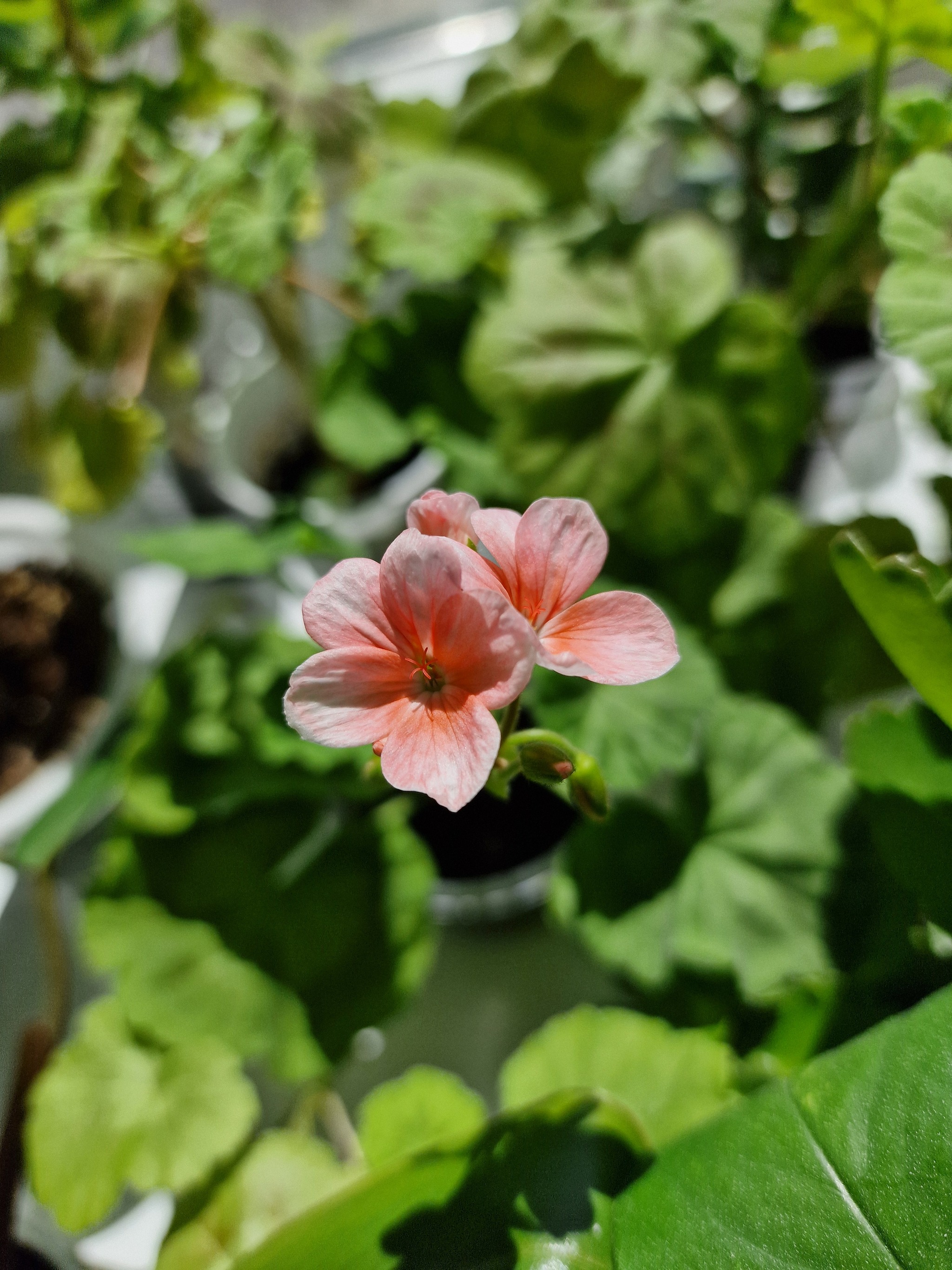 Continuation of the post “From a stick to a flowering bush in 3 months” - My, Plants, Houseplants, Geranium, Pelargonium, Hobby, Mobile photography, The photo, Life stories, Cuttings, Gardening, Flowers, Bloom, Favourite buisness, Telegram, Experiment, beauty, Longpost, Long