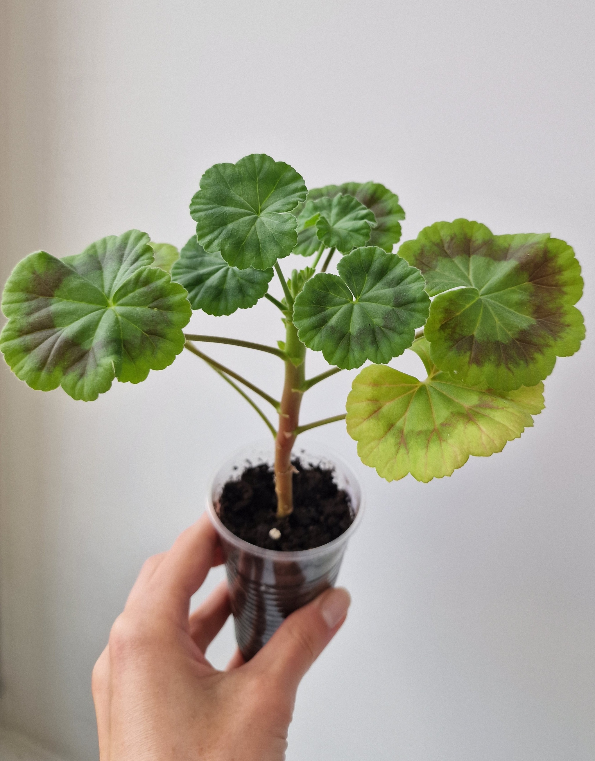 Continuation of the post “From a stick to a flowering bush in 3 months” - My, Plants, Houseplants, Geranium, Pelargonium, Hobby, Mobile photography, The photo, Life stories, Cuttings, Gardening, Flowers, Bloom, Favourite buisness, Telegram, Experiment, beauty, Longpost, Long