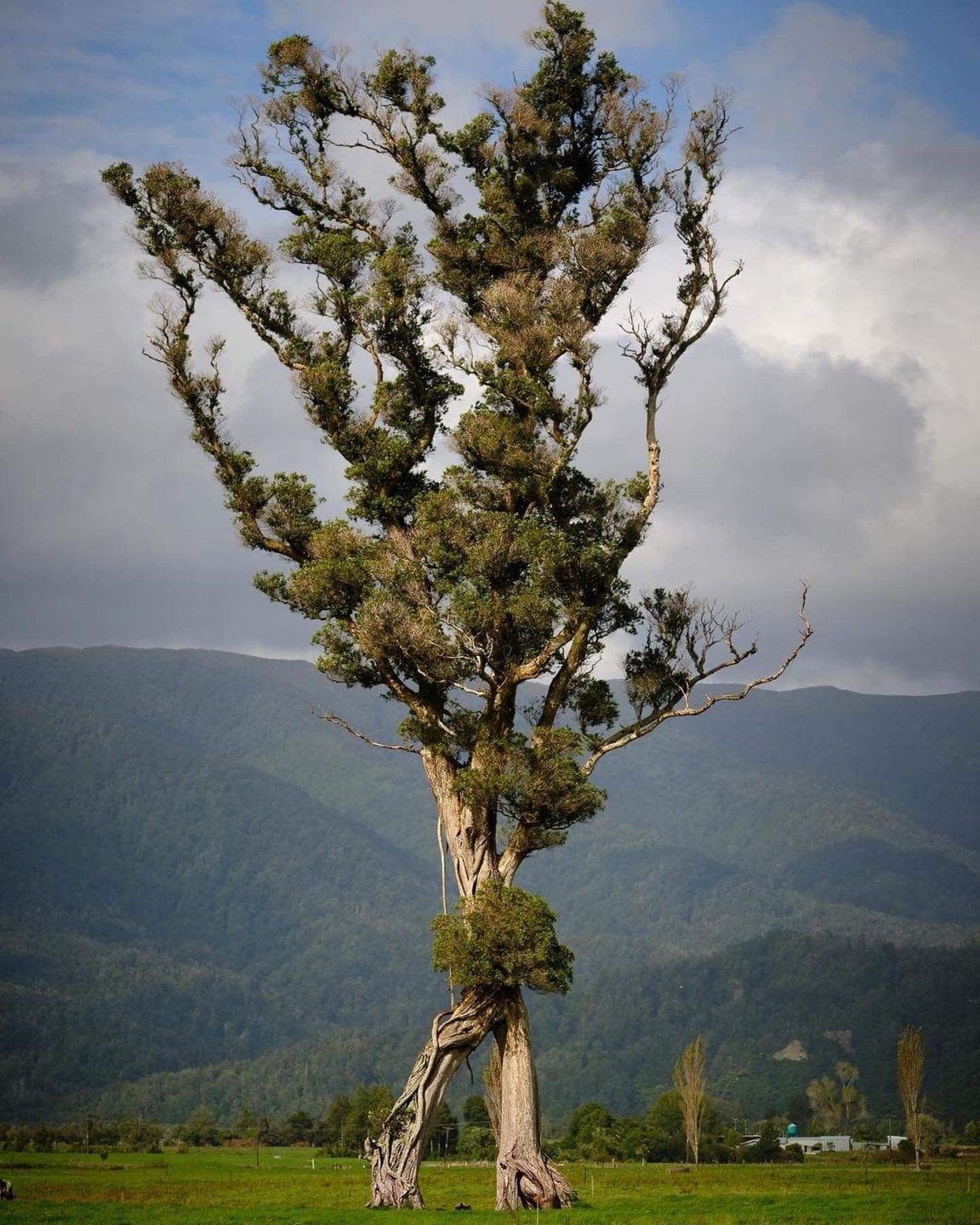 New Zealand's Walking Tree named Tree of the Year - New Zealand, Endemic