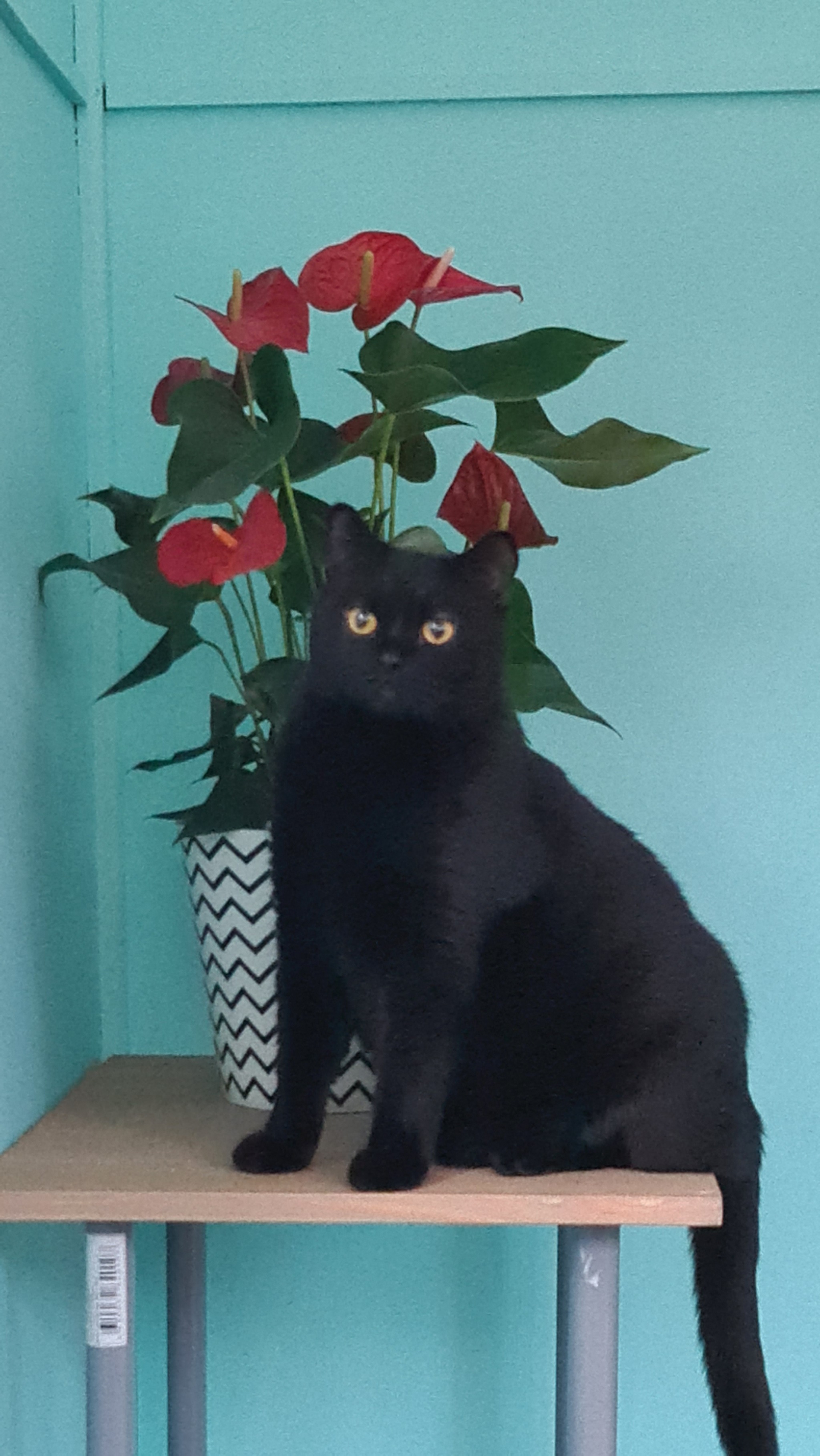 The cat is missing - Lost cat, Black cat, Homeless animals, Longpost, cat, City of Queens, No rating, Help me find