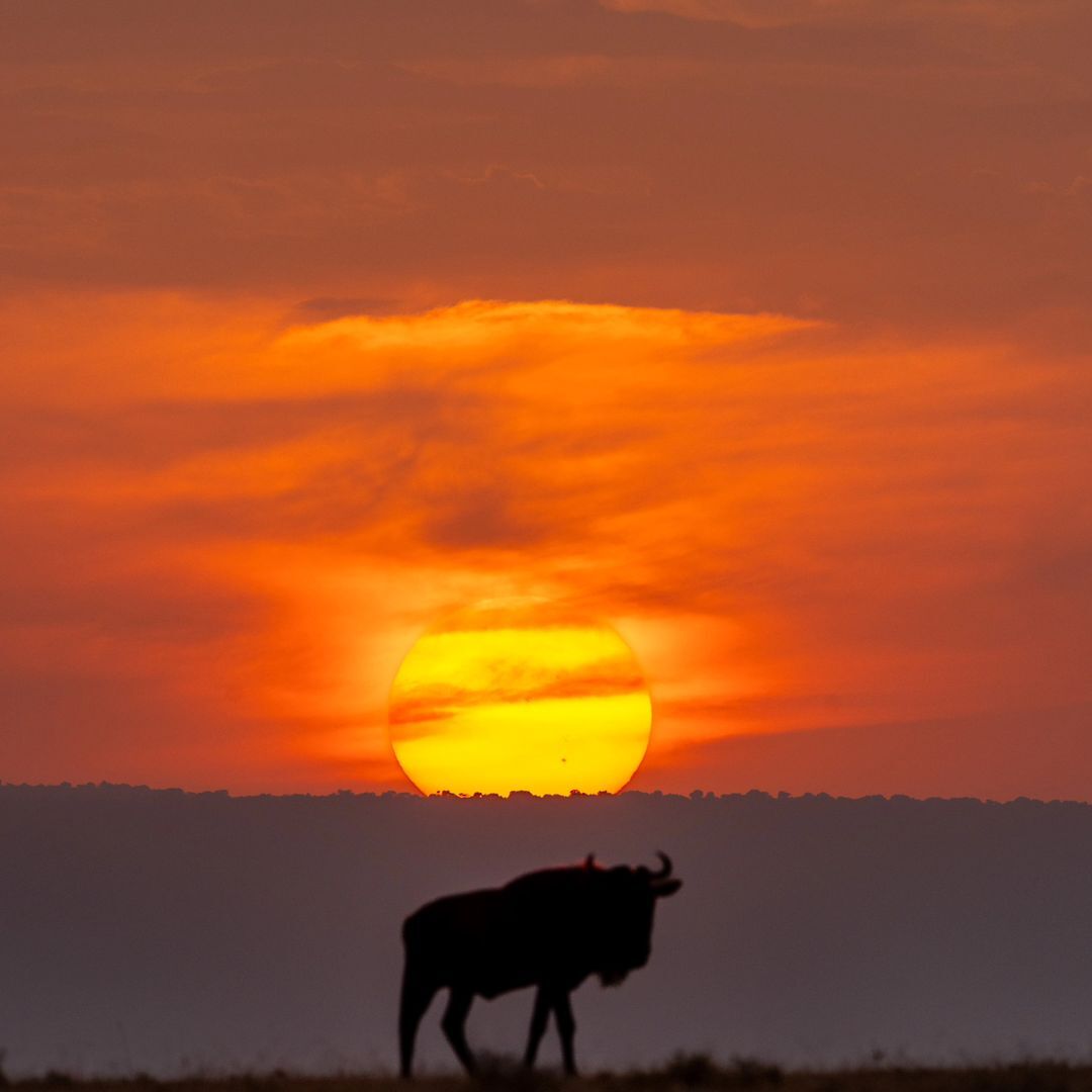 Sunset - Wildebeest, Artiodactyls, Wild animals, wildlife, Africa, The photo, Sunset, The sun, Reserves and sanctuaries, Masai Mara