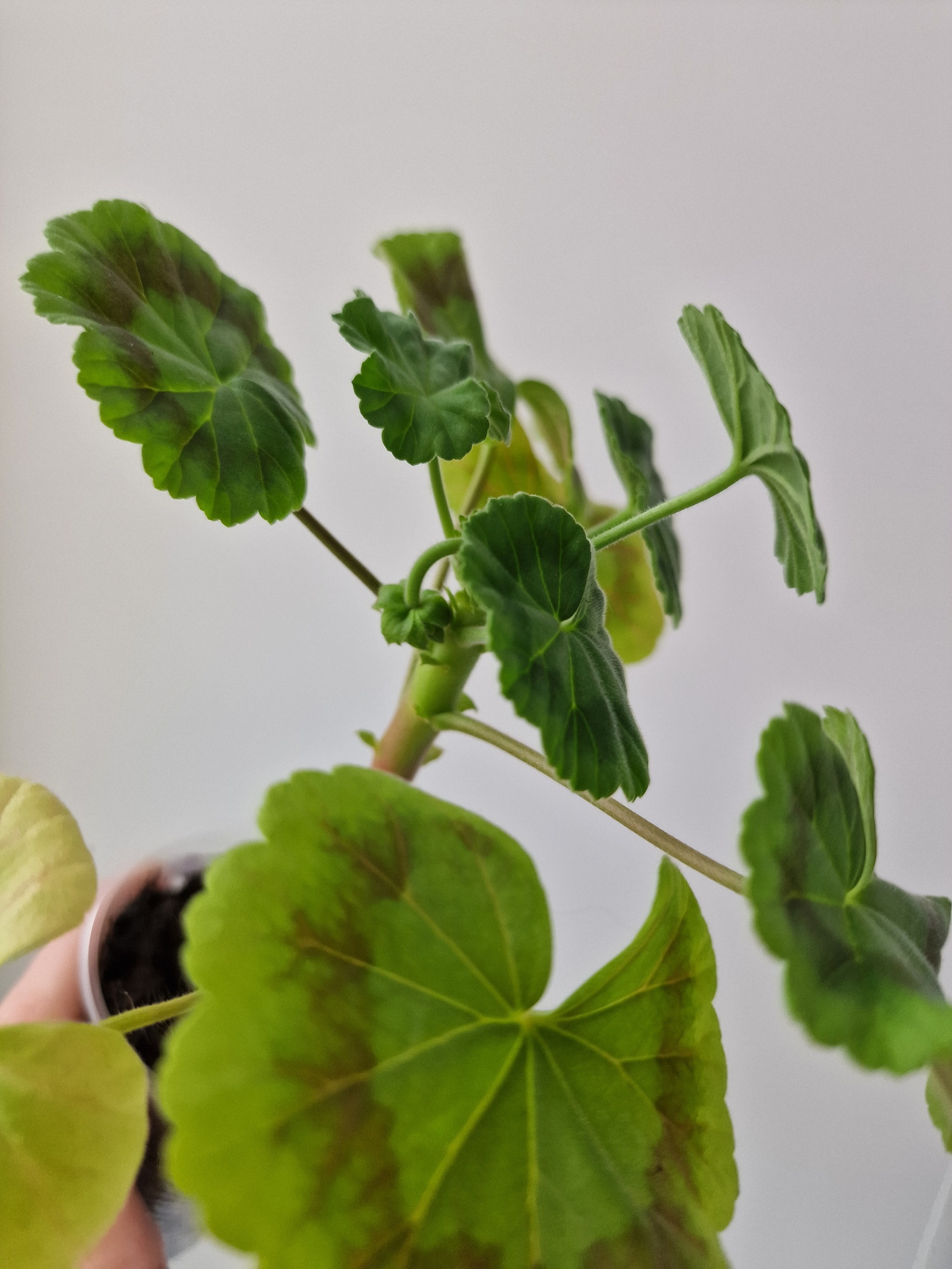 Continuation of the post “From a stick to a flowering bush in 3 months” - My, Plants, Houseplants, Geranium, Pelargonium, Hobby, Mobile photography, The photo, Life stories, Cuttings, Gardening, Flowers, Bloom, Favourite buisness, Telegram, Experiment, beauty, Longpost, Long