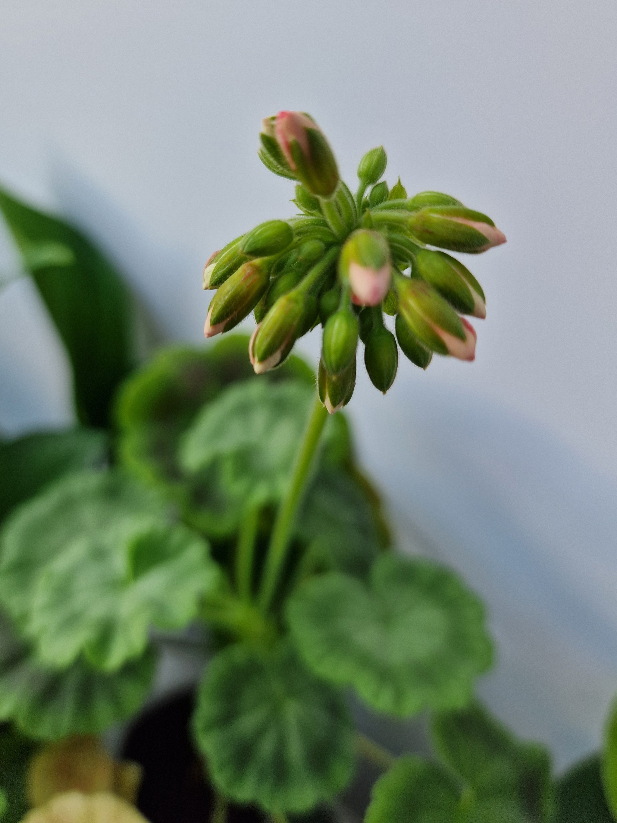 Continuation of the post “From a stick to a flowering bush in 3 months” - My, Plants, Houseplants, Geranium, Pelargonium, Hobby, Mobile photography, The photo, Life stories, Cuttings, Gardening, Flowers, Bloom, Favourite buisness, Telegram, Experiment, beauty, Longpost, Long