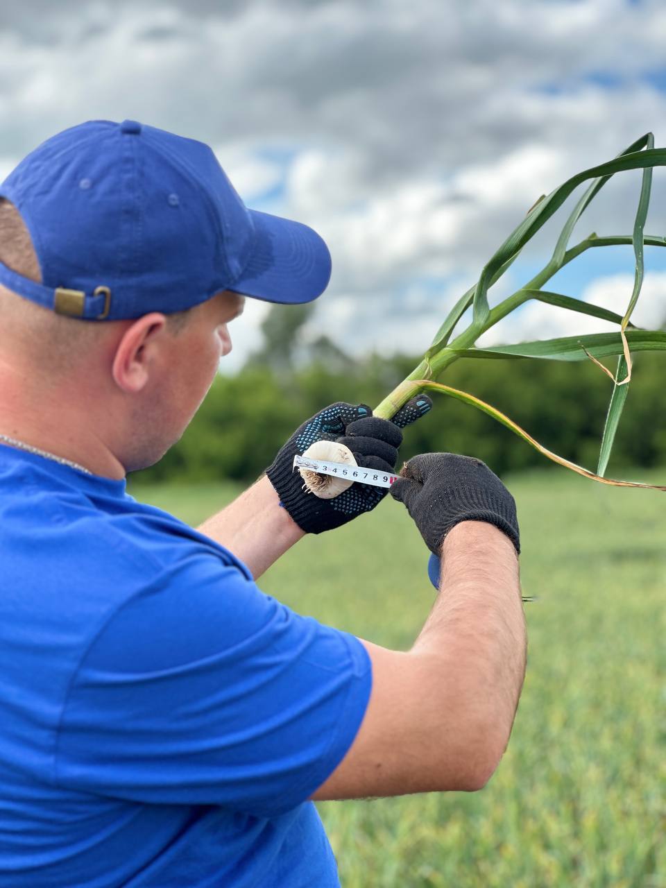 Investments in agriculture for growing garlic. With the company AgroInvestRF. Income up to 50% per annum - My, Сельское хозяйство, Business, Telegram, Passive income, Garlic, Earnings, Earnings on the Internet, Money, Investments, Entrepreneurship, Small business, Business in Russian, Businessmen, Starting a business, Income, Contribution, Farmer, Farming, Vegetables, Longpost