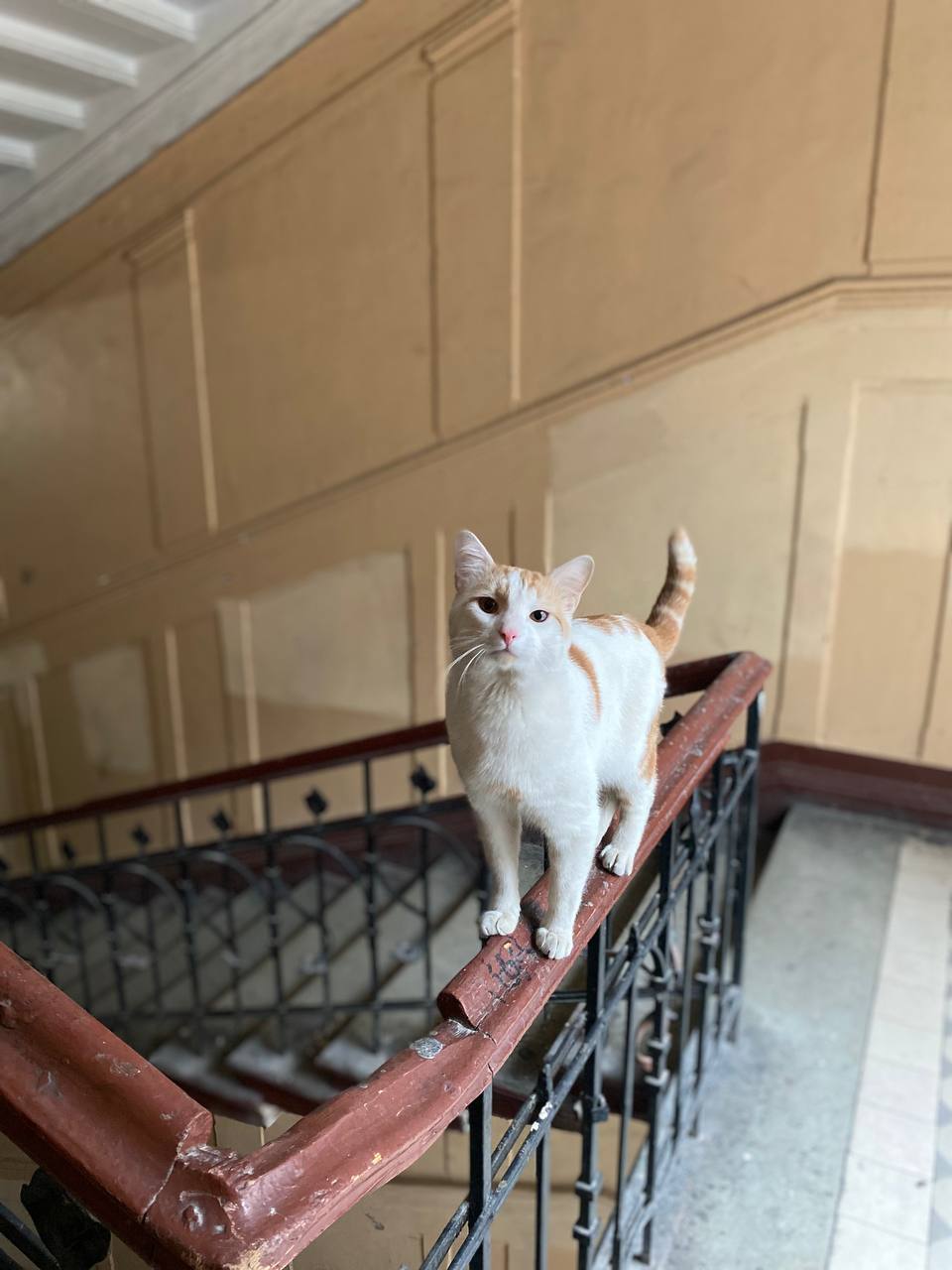 A little ice cream with a difficult fate is urgently looking for a home - My, Milota, Fluffy, Kus, cat, Pet the cat, In good hands, Saint Petersburg, The strength of the Peekaboo, Animal Rescue, Homeless animals, Helping animals, Volunteering, Cat lovers, Overexposure, Longcat, Longpost