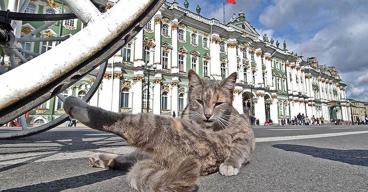 HERMITAGE CATS - My, Saint Petersburg, Winter Palace, Hermitage, cat, Tricolor cat, История России, Kittens, Fluffy, Pet the cat, Cat lovers, Longpost