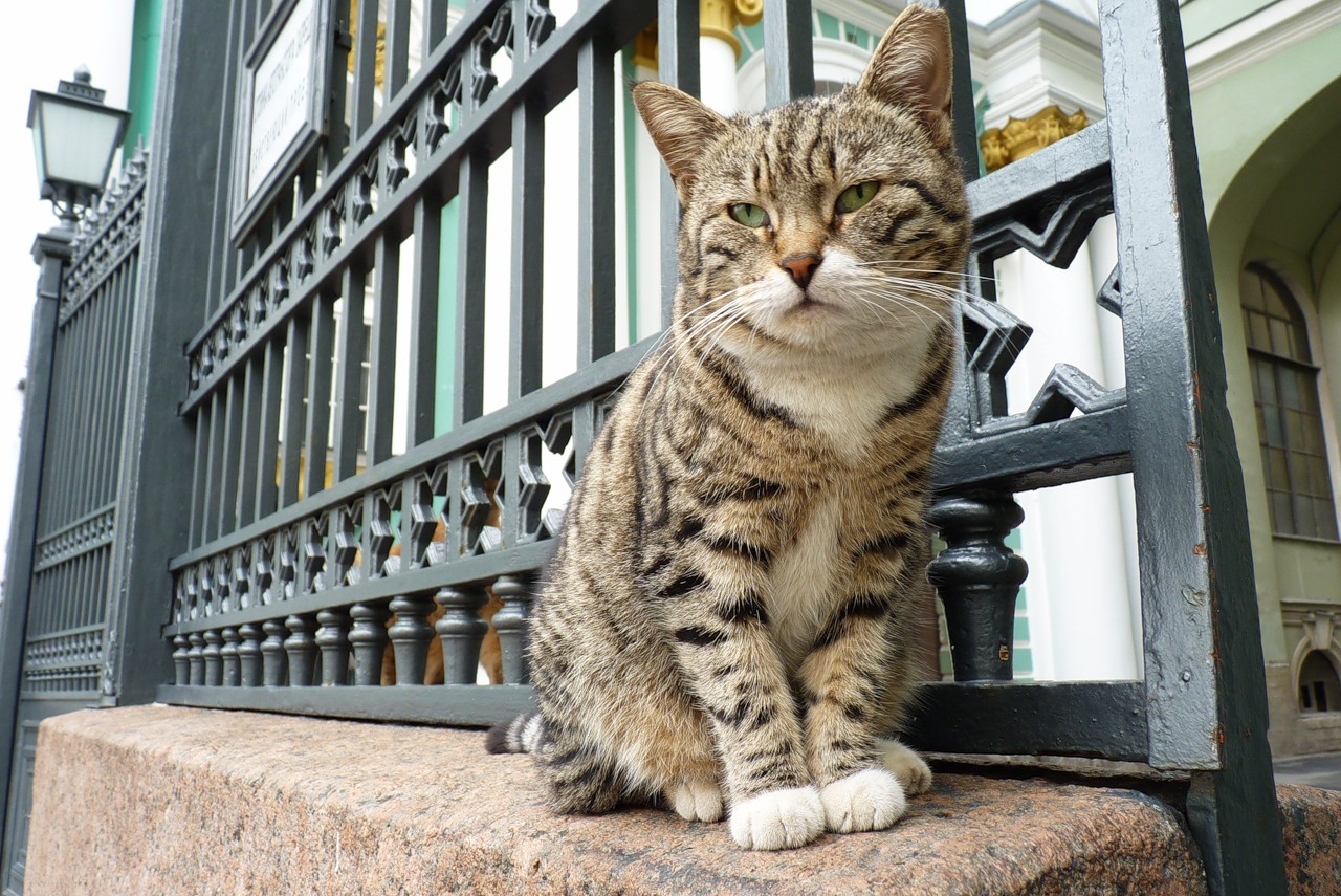 HERMITAGE CATS - My, Saint Petersburg, Winter Palace, Hermitage, cat, Tricolor cat, История России, Kittens, Fluffy, Pet the cat, Cat lovers, Longpost