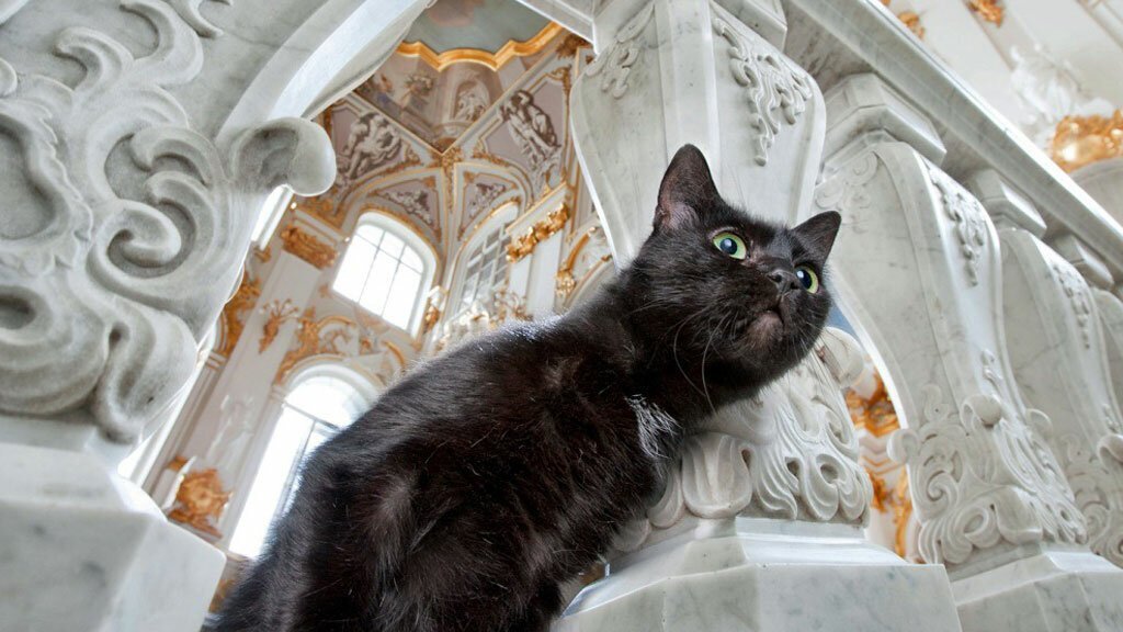 HERMITAGE CATS - My, Saint Petersburg, Winter Palace, Hermitage, cat, Tricolor cat, История России, Kittens, Fluffy, Pet the cat, Cat lovers, Longpost