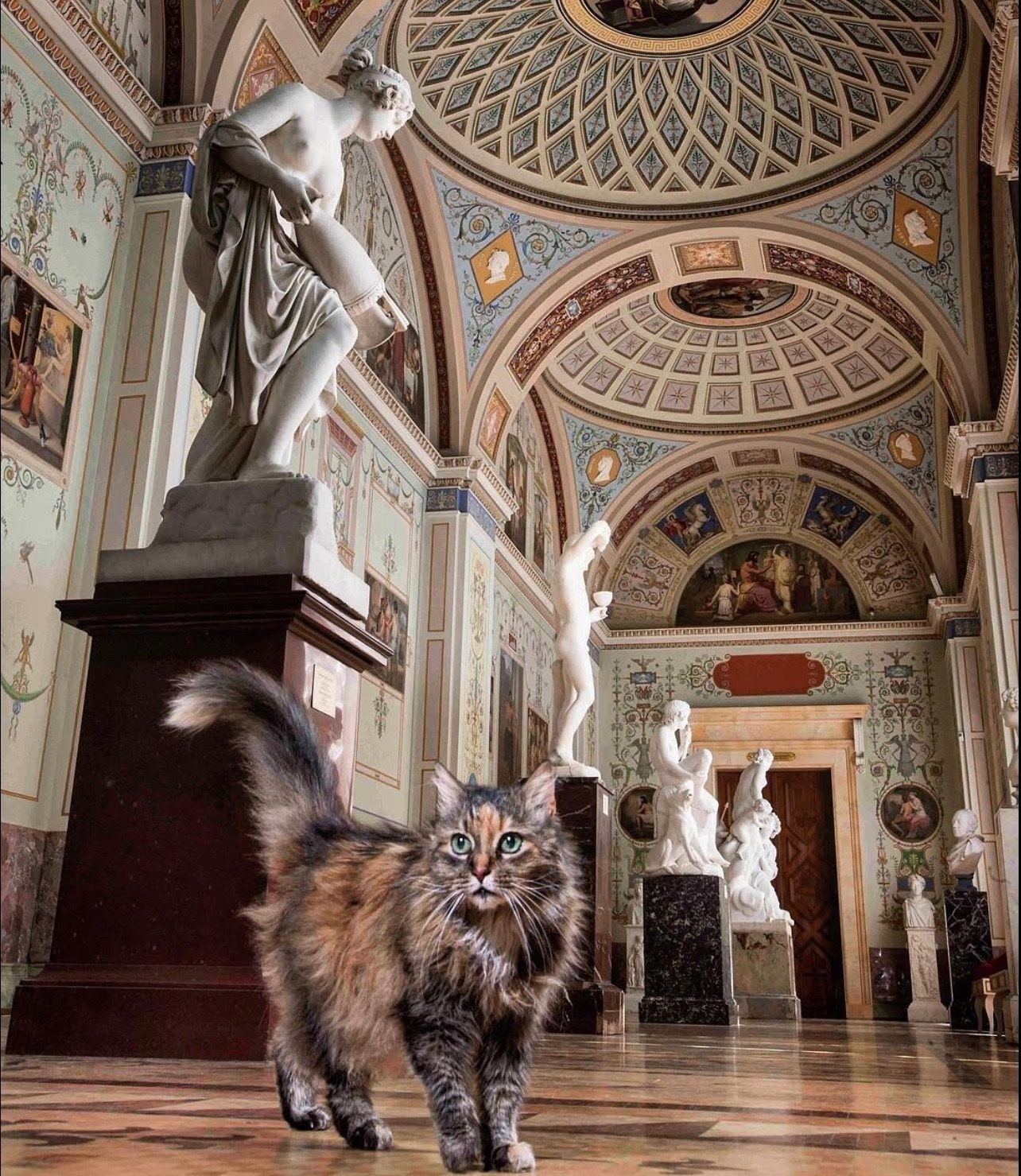 HERMITAGE CATS - My, Saint Petersburg, Winter Palace, Hermitage, cat, Tricolor cat, История России, Kittens, Fluffy, Pet the cat, Cat lovers, Longpost