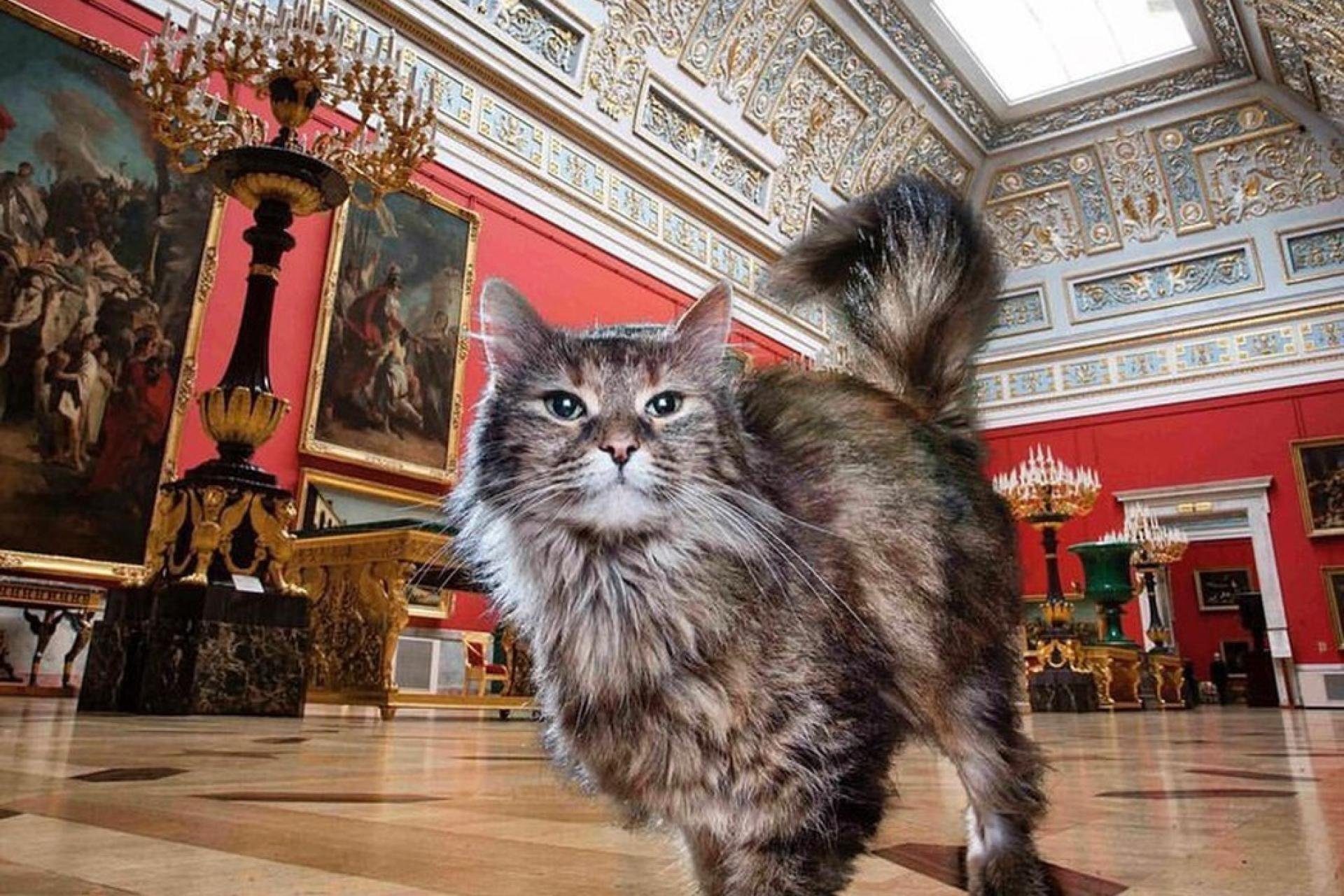 HERMITAGE CATS - My, Saint Petersburg, Winter Palace, Hermitage, cat, Tricolor cat, История России, Kittens, Fluffy, Pet the cat, Cat lovers, Longpost