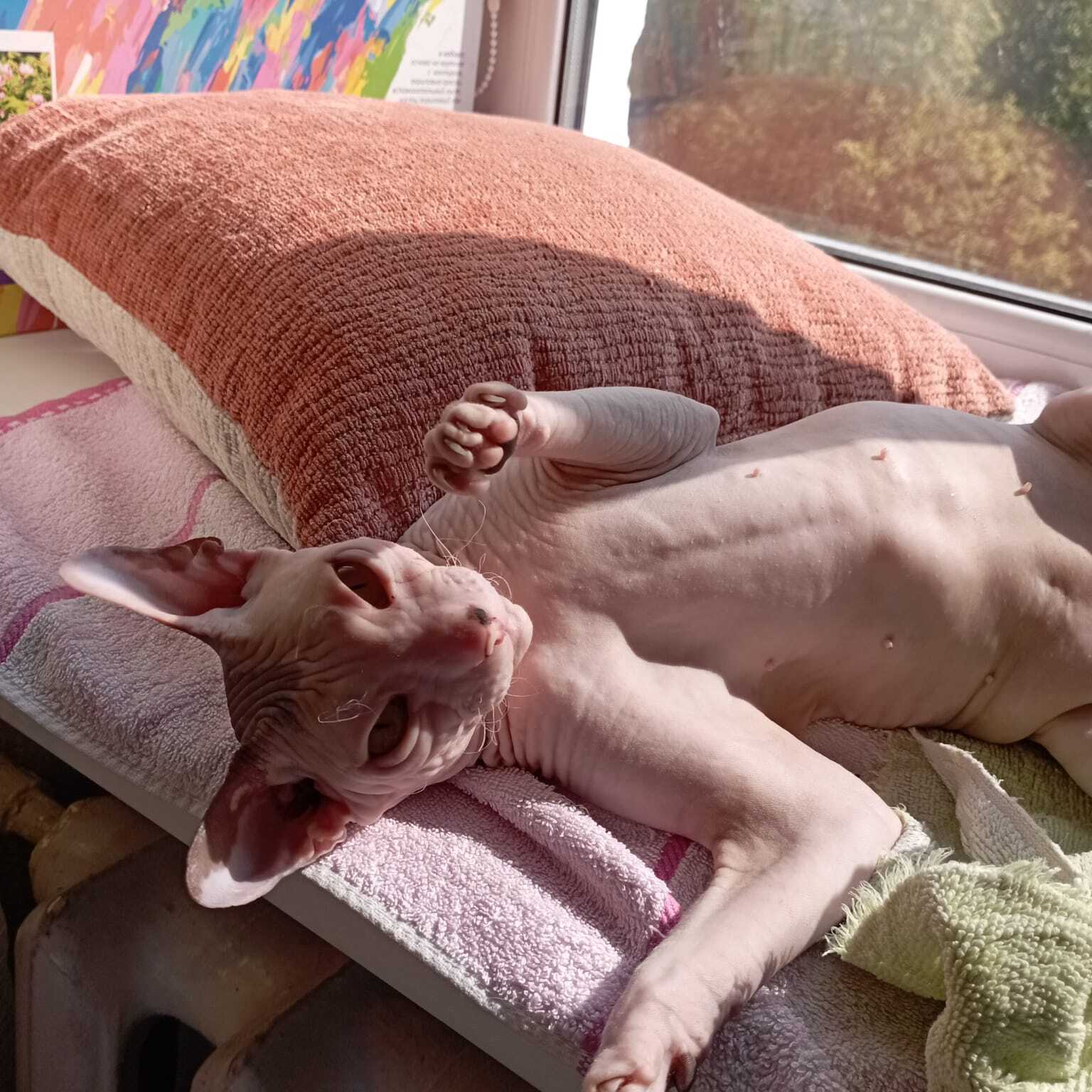 Sunbathing - My, Sphinx, Cat family, cat, The photo, Sunbathing, Pets