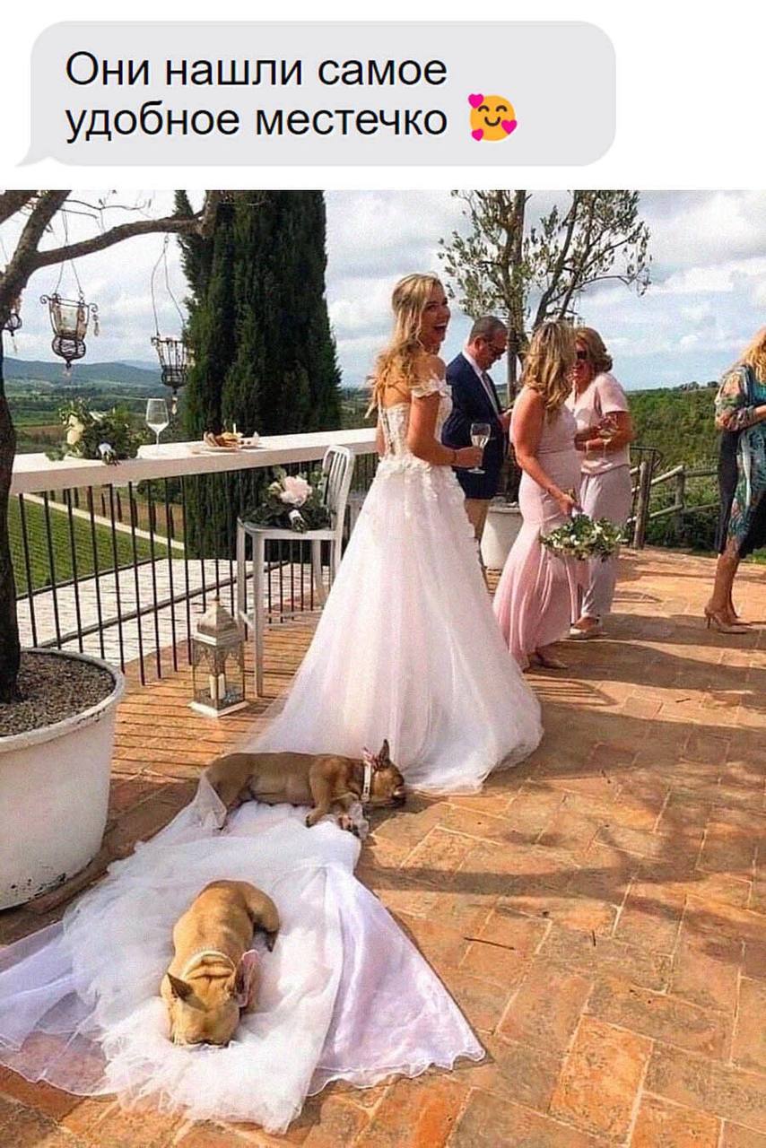 Main guests - Humor, Picture with text, Dog, Milota, Funny, Bride