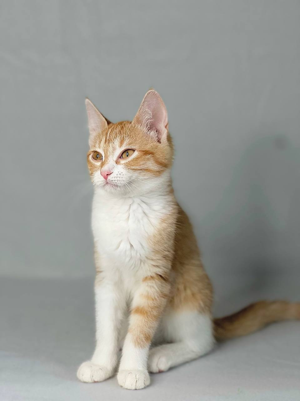 Baby Iriska is looking for a home and a loving family - My, Crossposting, Pikabu publish bot, In good hands, cat, Longpost
